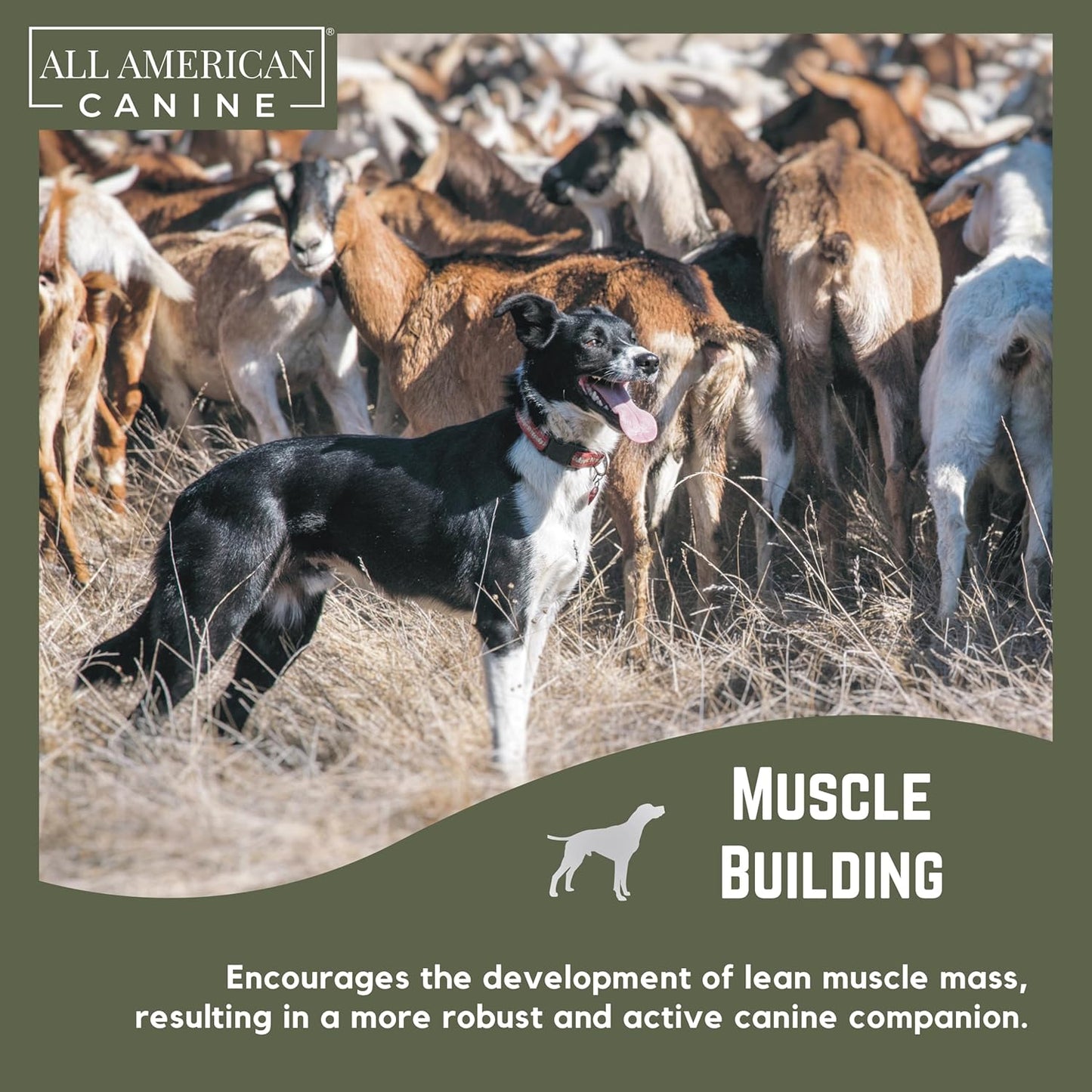 High Calorie Dog Food Supplement for Rapid Weight Gain & Recovery - All American Canine Dog Weight Gainer - Protein Powder with Appetite Stimulant - 60 Servings