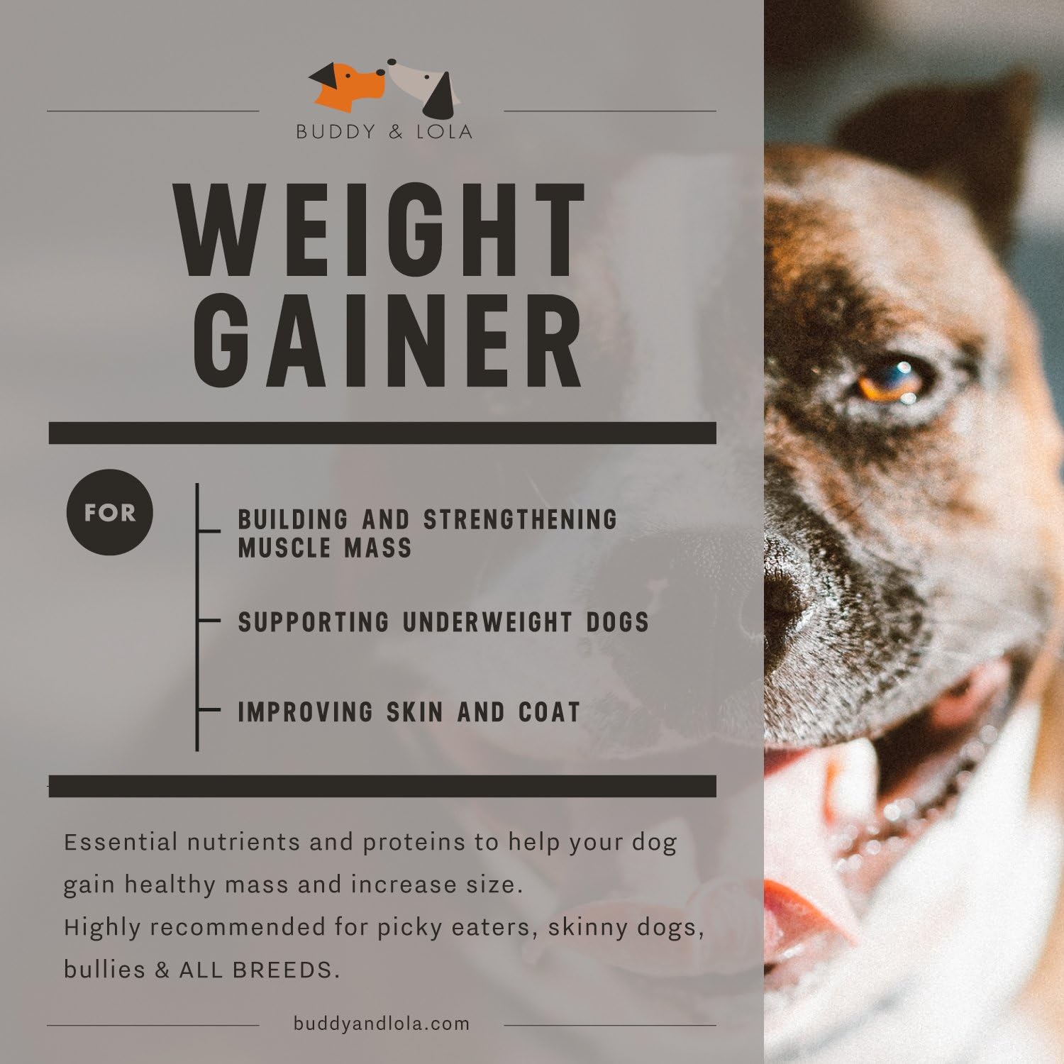 High-Calorie Dog Weight Gainer Supplement by Buddy & Lola - Protein Powder for Muscle Building - Suitable for All Dog Breeds, Including Bully Breeds - Made in the USA