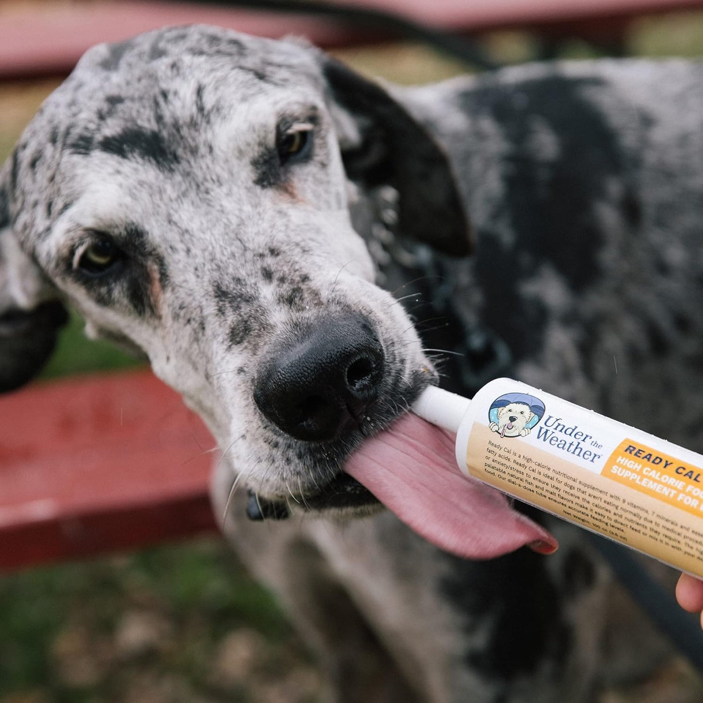 High Calorie Supplement for Dogs | Under the Weather Pet Ready Cal 100cc | Weight Gainer with Vitamins, Minerals & Omega Fatty Acids