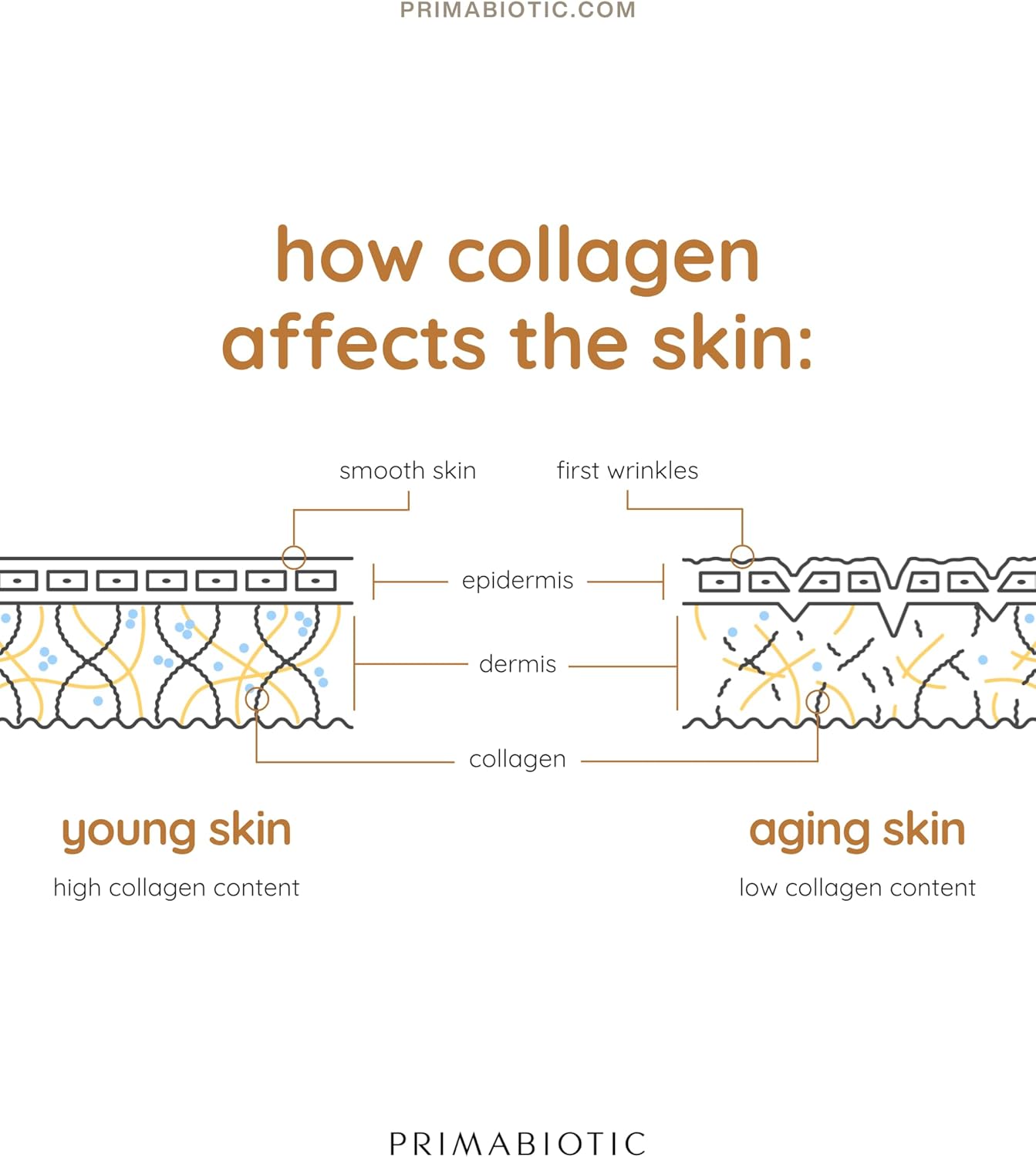 High Collagen Content Liquid Collagen Sport Drink with 10,000 Mg Per Serving - Hydrolyzed Collagen with 12 Vitamins for Bone Health, Hair, Nails - 30 Bottles x 30 ML