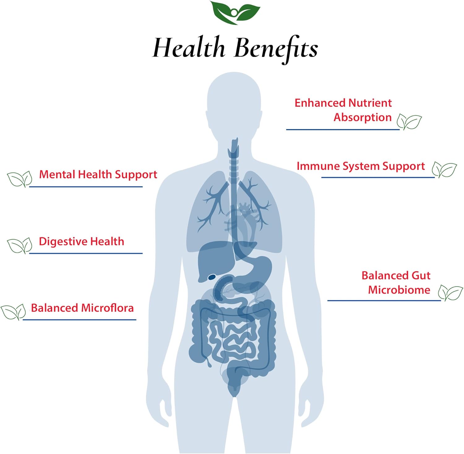 High Potency Lactobacillus Plantarum Probiotic Powder 400 Billion cfu's for Digestive & Immune Support - 60g Made in USA - No Additives
