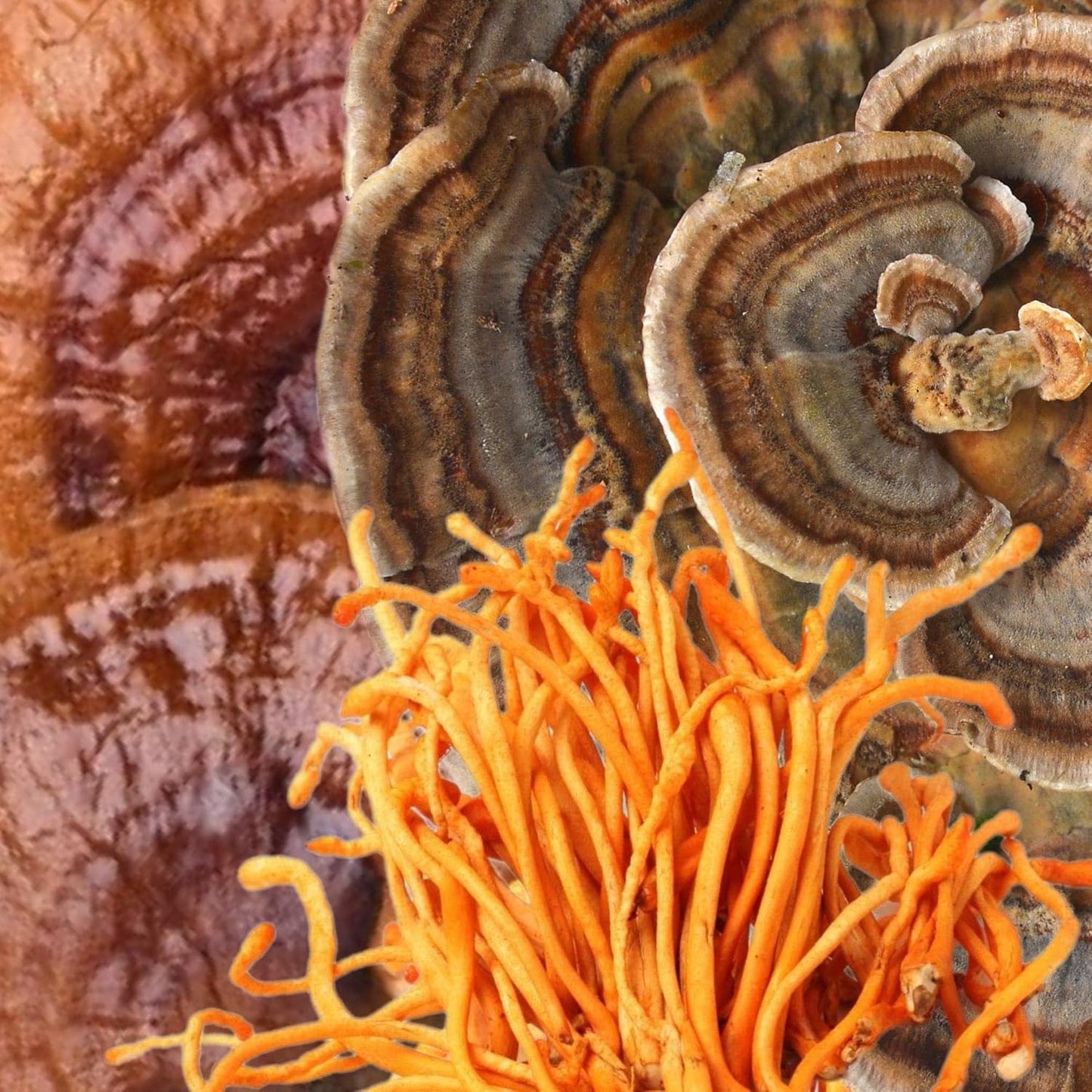 High Potency Organic Mushroom Blend for Stamina & Endurance | Cordyceps, Reishi, Turkey Tail | 60 Day Supply | 100% Fruiting Body Extracts | Vegan, Non-GMO | Made in USA