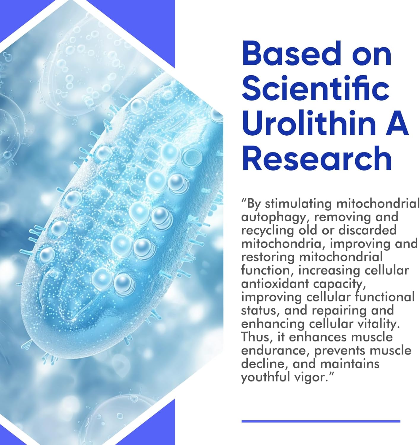 High Strength Urolithin A Supplement with Pomegranate Extract - 3000mg, Antioxidants for Healthy Aging & Mitochondrial Support