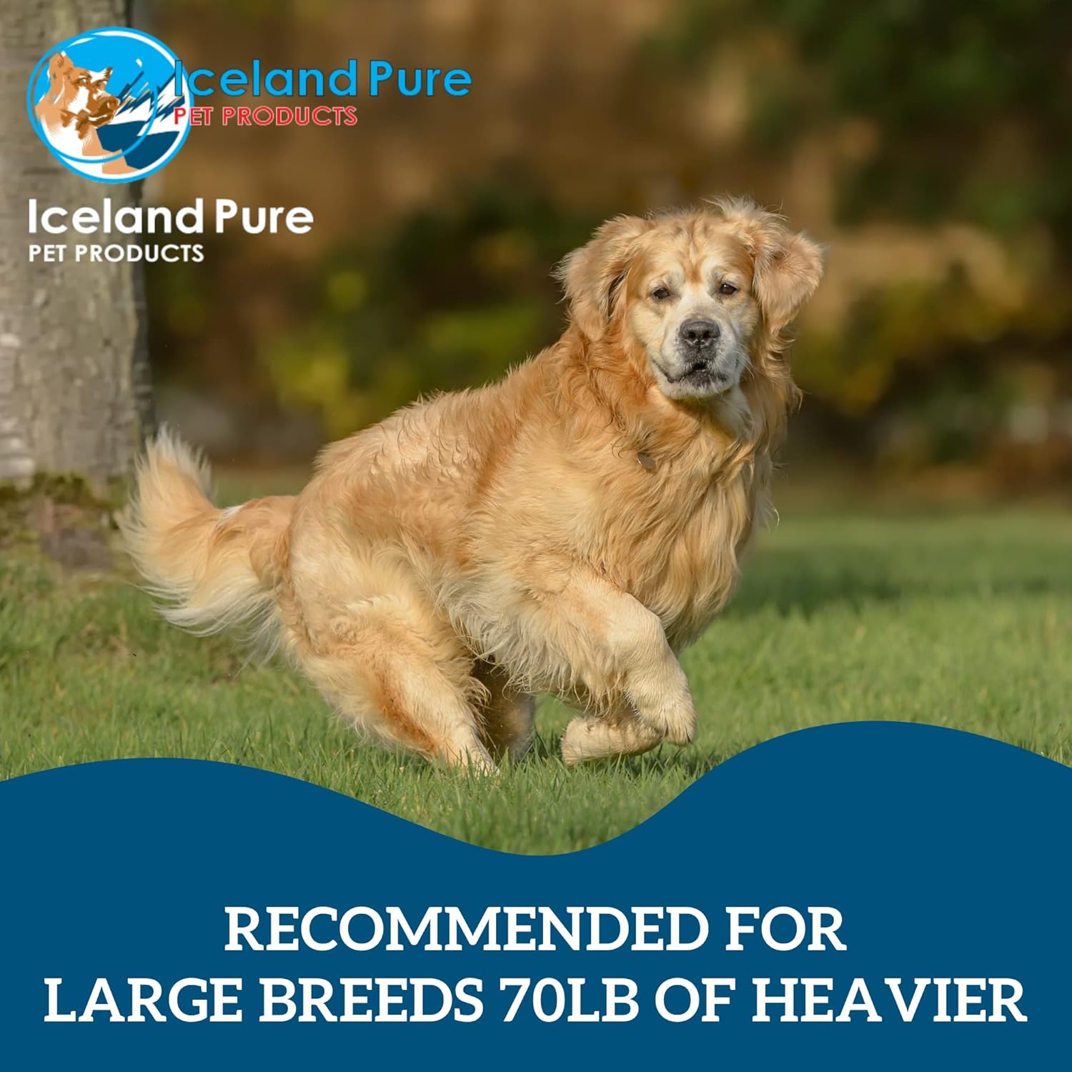 Iceland Pure Premier Omega Fish Oil Supplement for Large Dog Breeds | Wild Caught | 3053mg Omega-3 per Teaspoon | Ethyl Ester Distillation | BPA-Free Pump Bottle | 17oz Brushed Aluminum