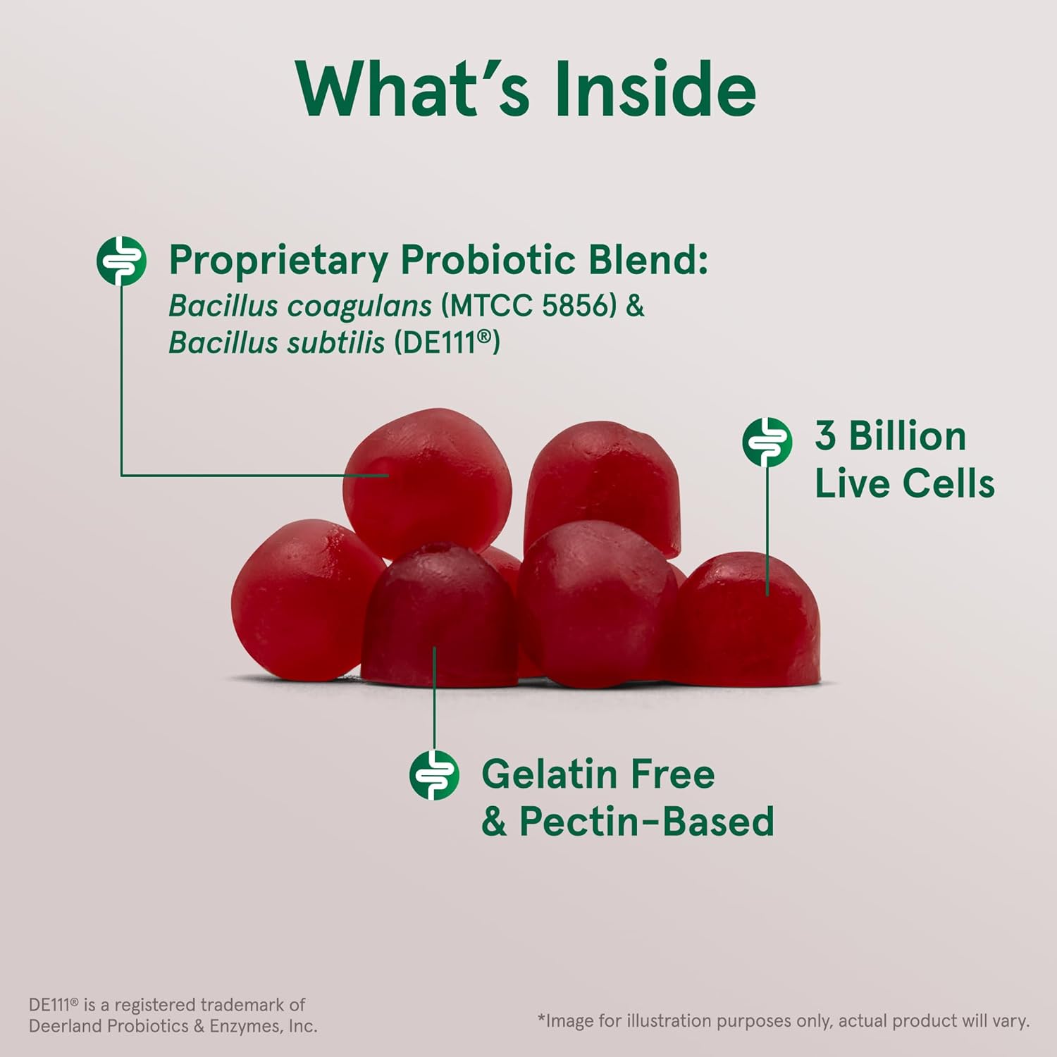 Immune Health & Digestive Support Probiotic Gummies - 60 Count, 3 Billion Live Cells, Raspberry Flavor - Jarrow Formulas®