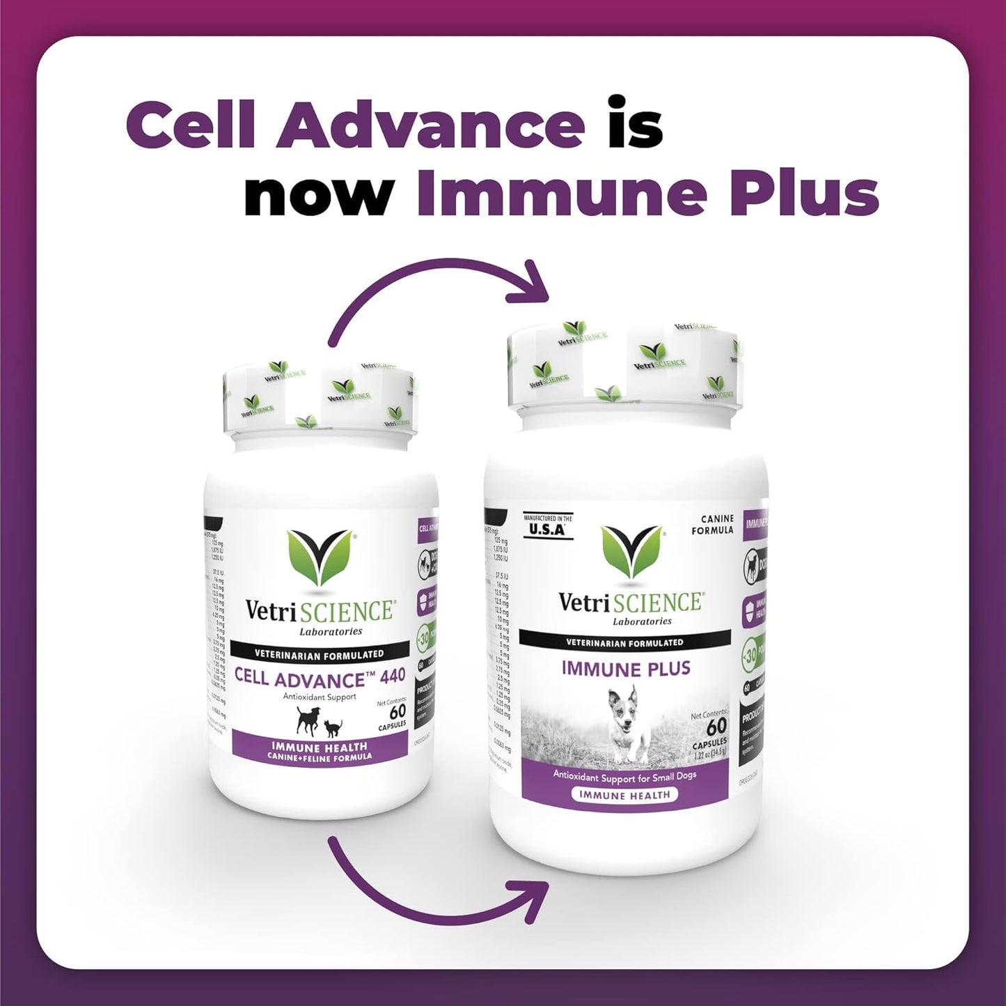 Immune Support Supplement for Small Dogs Under 30 Pounds - 60 Capsules - VetriScience Immune Plus - Allergy Support