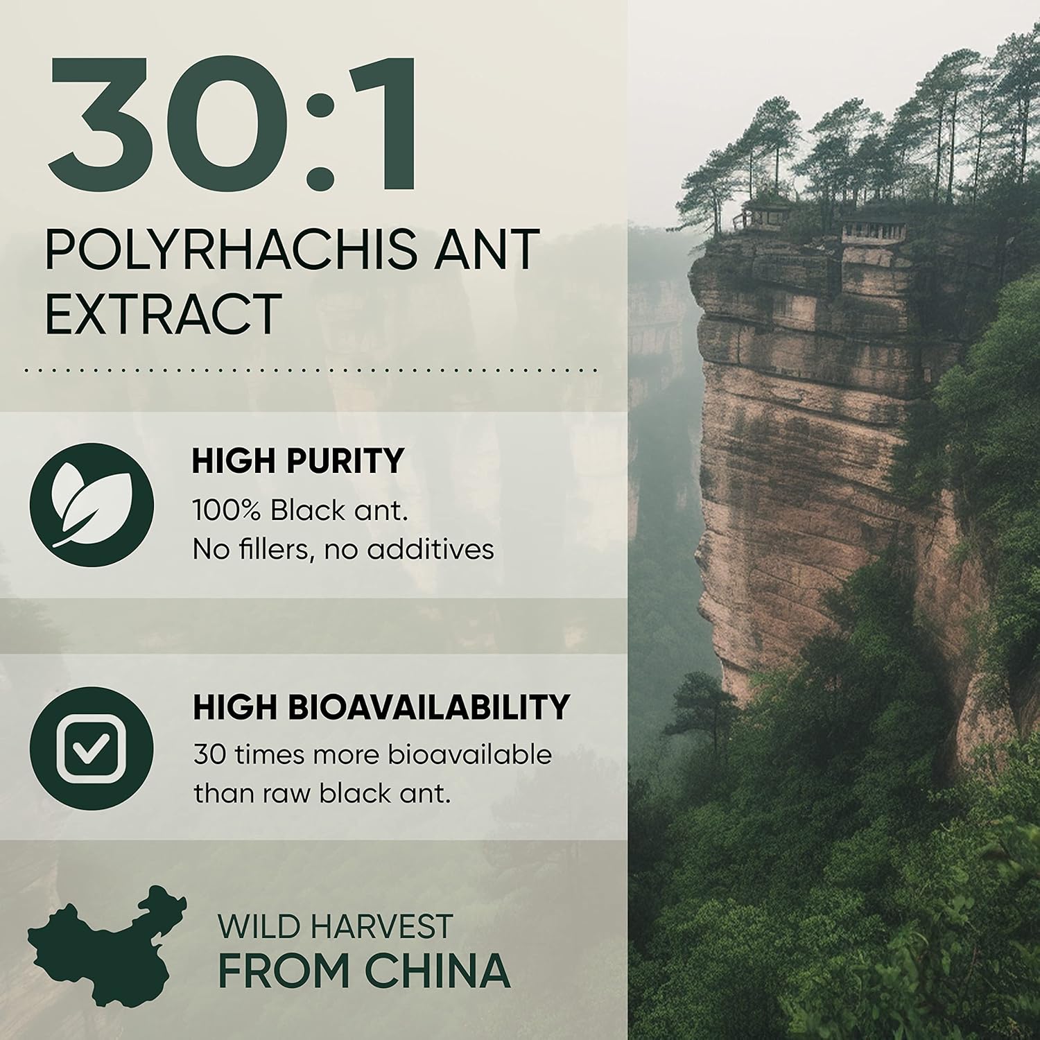 Jungle Powders Tongkat Ali & Black Ant Supplement for Men - 282 Servings Longjack & Black Ant Powder Extract - Traditional Men's Health Support for Drive - Filler Free 5oz