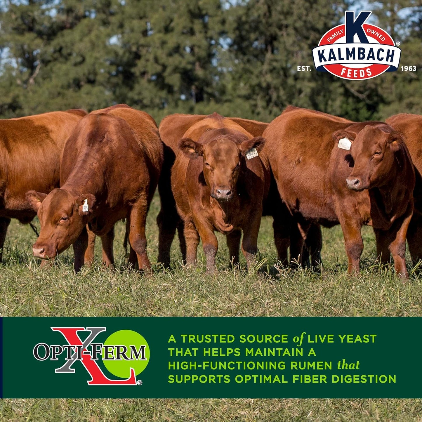 Kalmbach Feeds 3-in-1 Block for Cattle and Horses, 40 lb - All-in-One Nutrition Supplement for Livestock