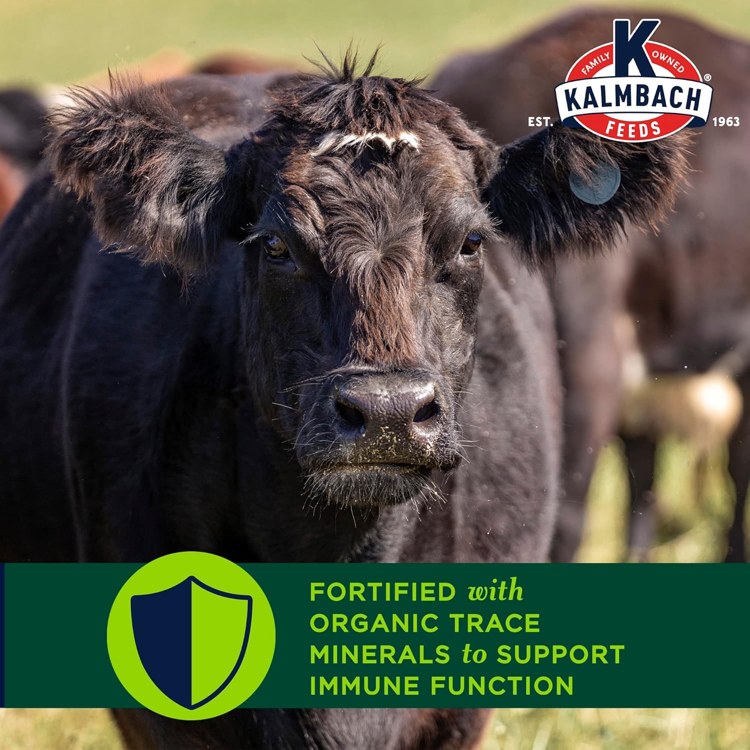 Kalmbach Feeds 3-in-1 Block for Cattle and Horses, 40 lb - All-in-One Nutrition Supplement for Livestock