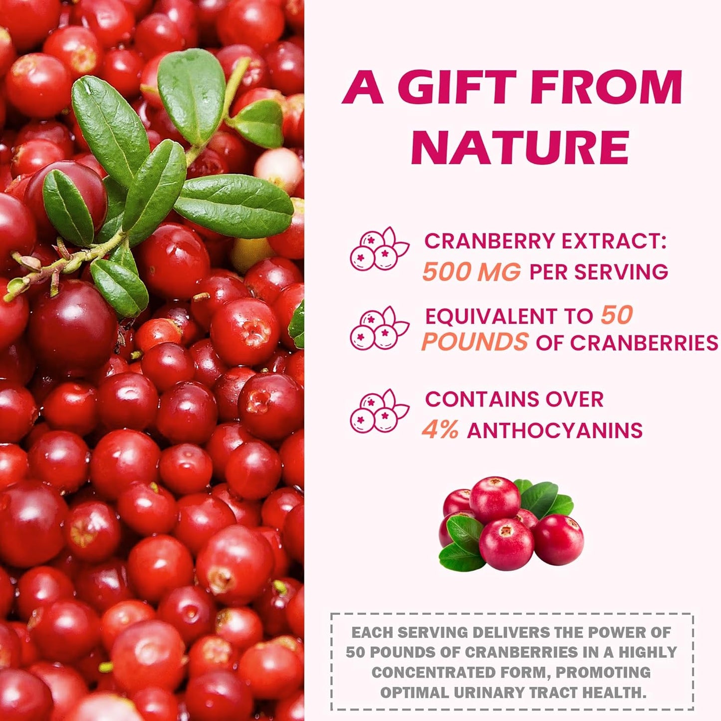 Kidney Cleanse Detox & Repair Supplement with Cranberry Extract - Herbal Formula for Urinary Tract Health - 60 Capsules