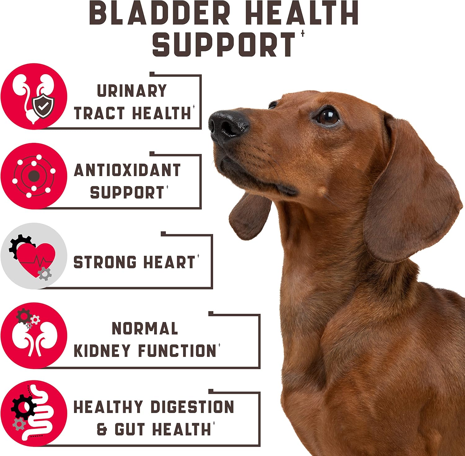 Kinpur Pet Care Dog UTI Treatment 180 Chews - Natural Cranberry UTI Medicine for Dogs