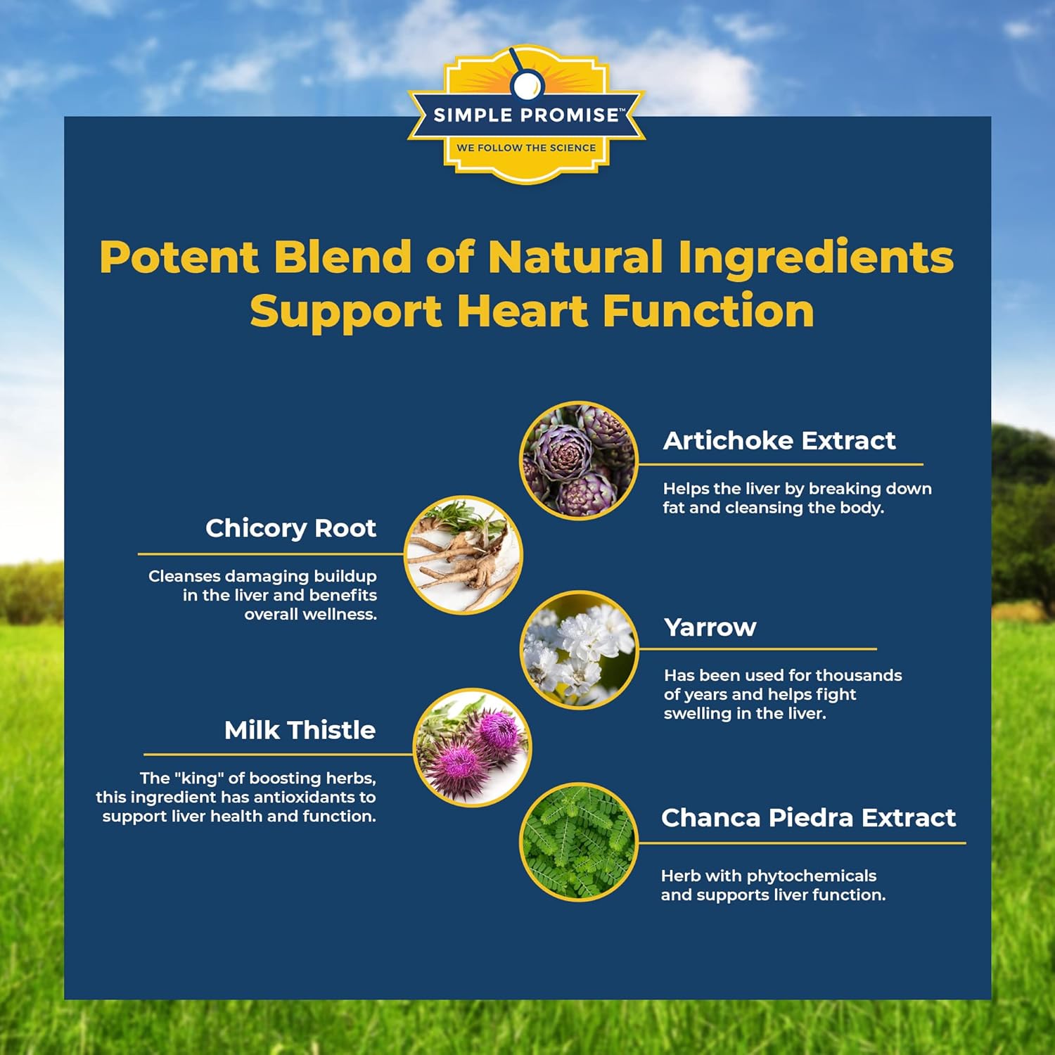 Levitox: Advanced Weight and Liver Support Supplement with Digestive Enzymes - 60 Capsules