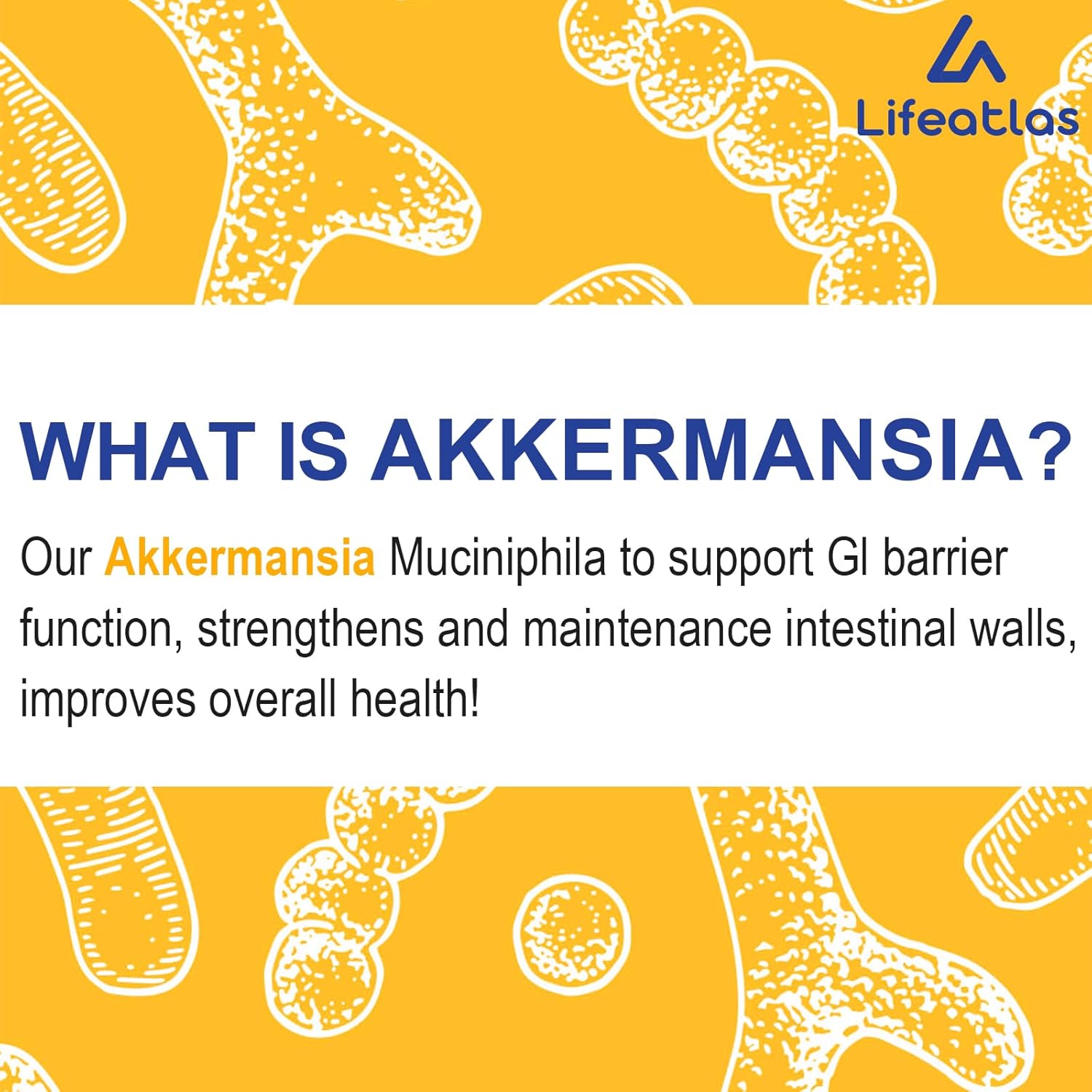 Lifeatlas Akkermansia Probiotic Supplement | 300 Billion AFU for Gut Health & Immunity | GLP-1 Production Support | 60 Capsules