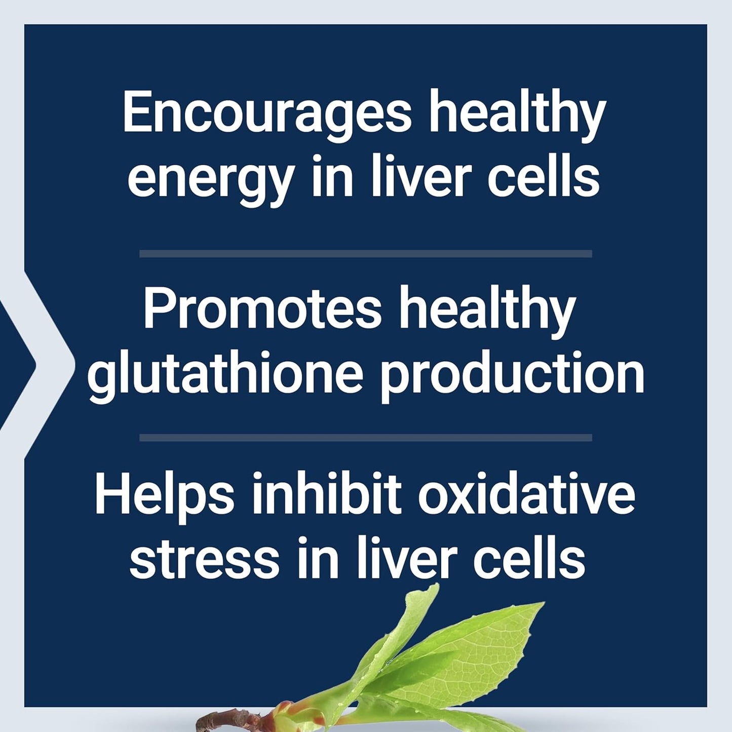 Liver Efficiency Formula for Healthy Liver Function, Antioxidant Support, Gluten-Free, Non-GMO, Vegetarian - 30 Capsules