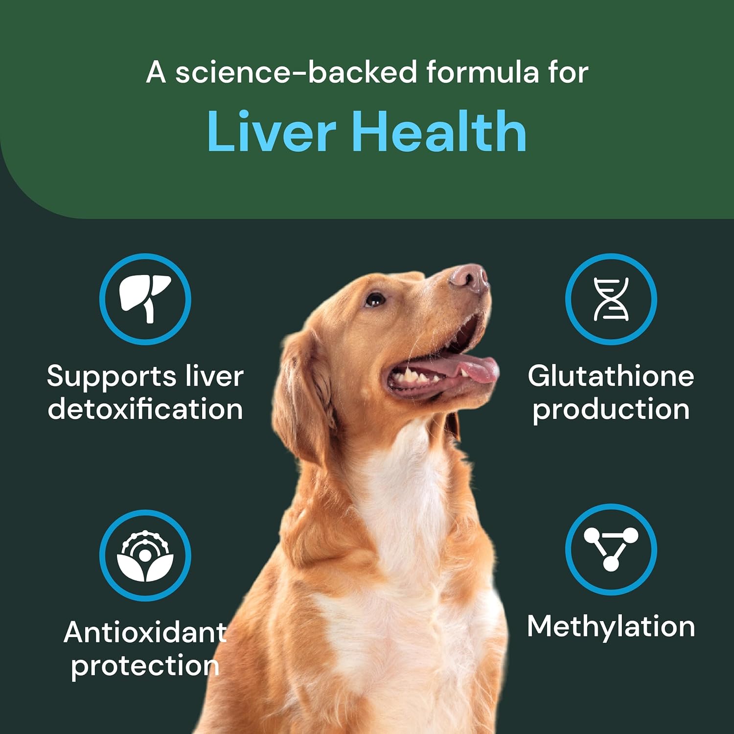 Liver Health Supplement for Dogs - Supports Liver Function & Immune System - 60 Chews for Liver Maintenance