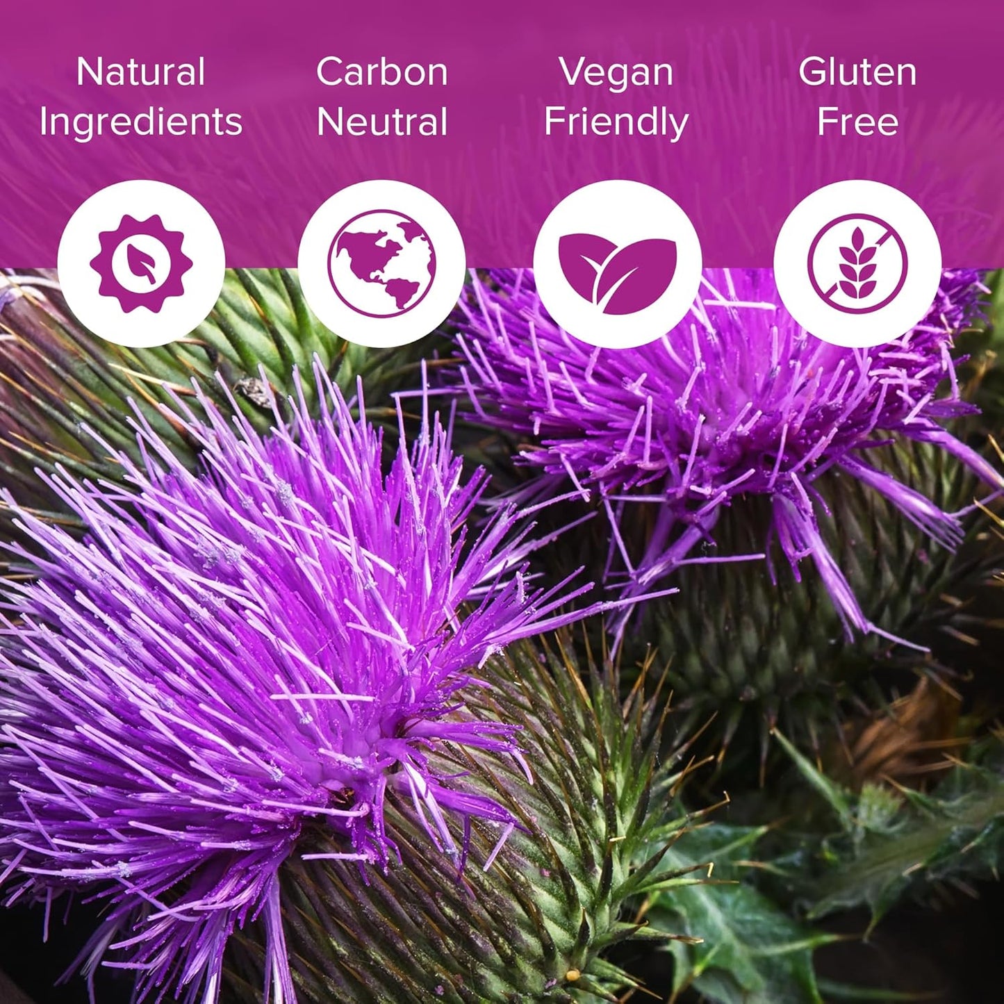 Liver Support Supplement: 240 Tablets of Milk Thistle 70mg 100:1 Extract with 80% Silymarin - Natural Daily Foundation for Liver Health - Made in USA, 3rd Party Tested
