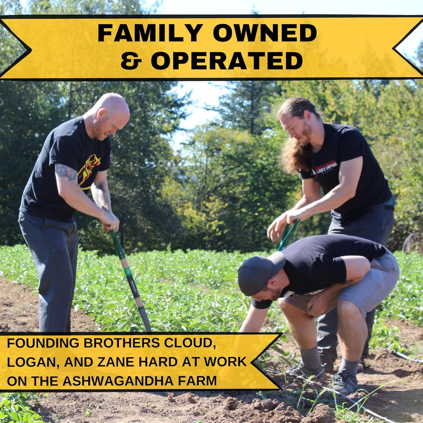 Lost Empire Herbs Pine Pollen Tincture - High Absorption Pine Pollen Liquid Extract for Testosterone Boost - 3rd Party Lab Tested - 2 Ounce Bottle