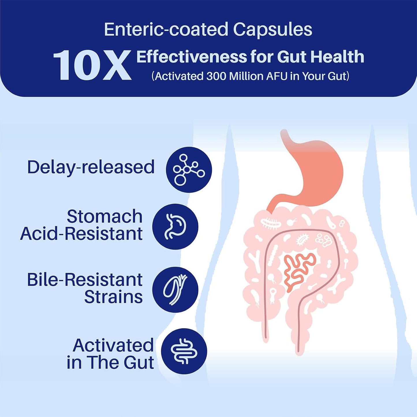 MEGNETA Akkermansia Probiotic with Inulin Prebiotic Fiber - Gut Health Supplements for Men & Women, 300M AFU, Boosts GLP-1 - 60 Capsules