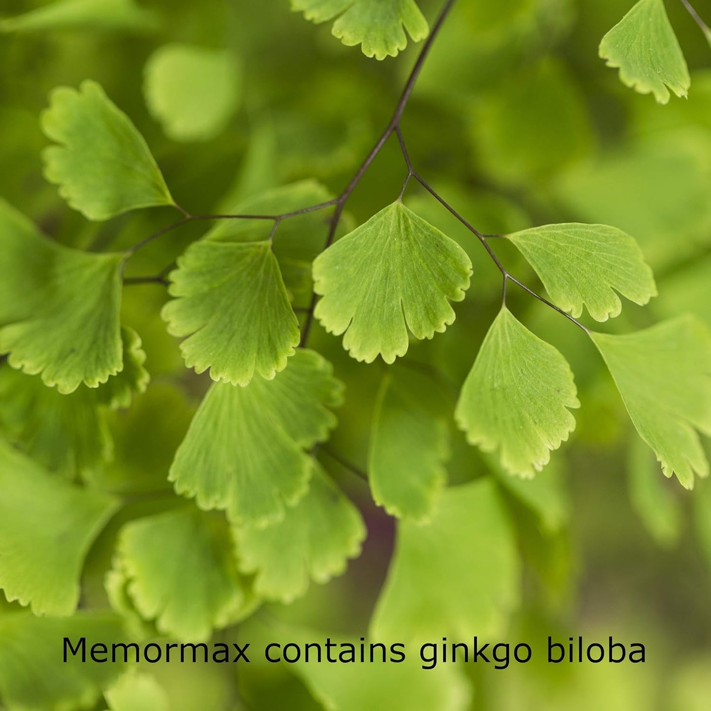 Memory, Focus & Clarity Brain Supplement with Ginkgo Biloba, Bacopa, Alpha GPC - 60 Capsules