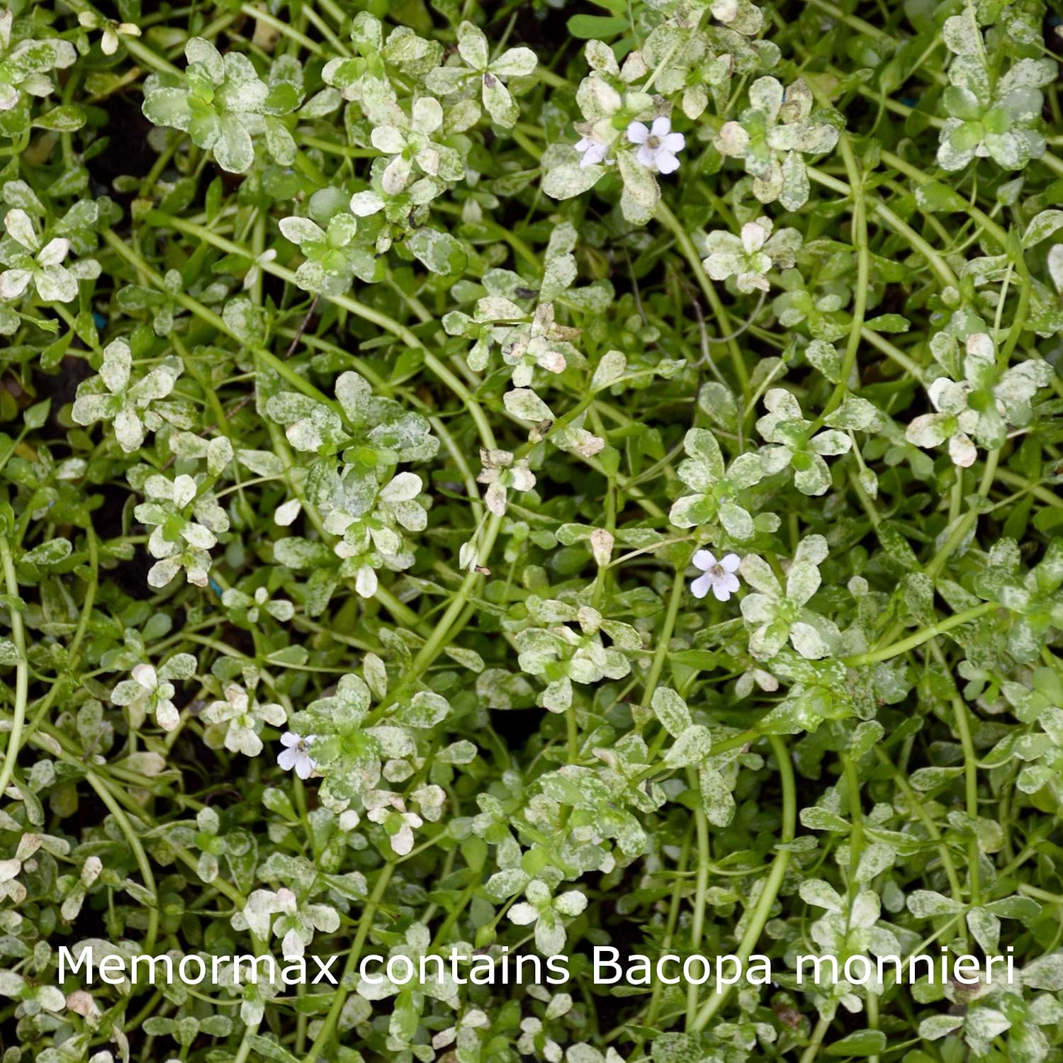 Memory, Focus & Clarity Brain Supplement with Ginkgo Biloba, Bacopa, Alpha GPC - 60 Capsules