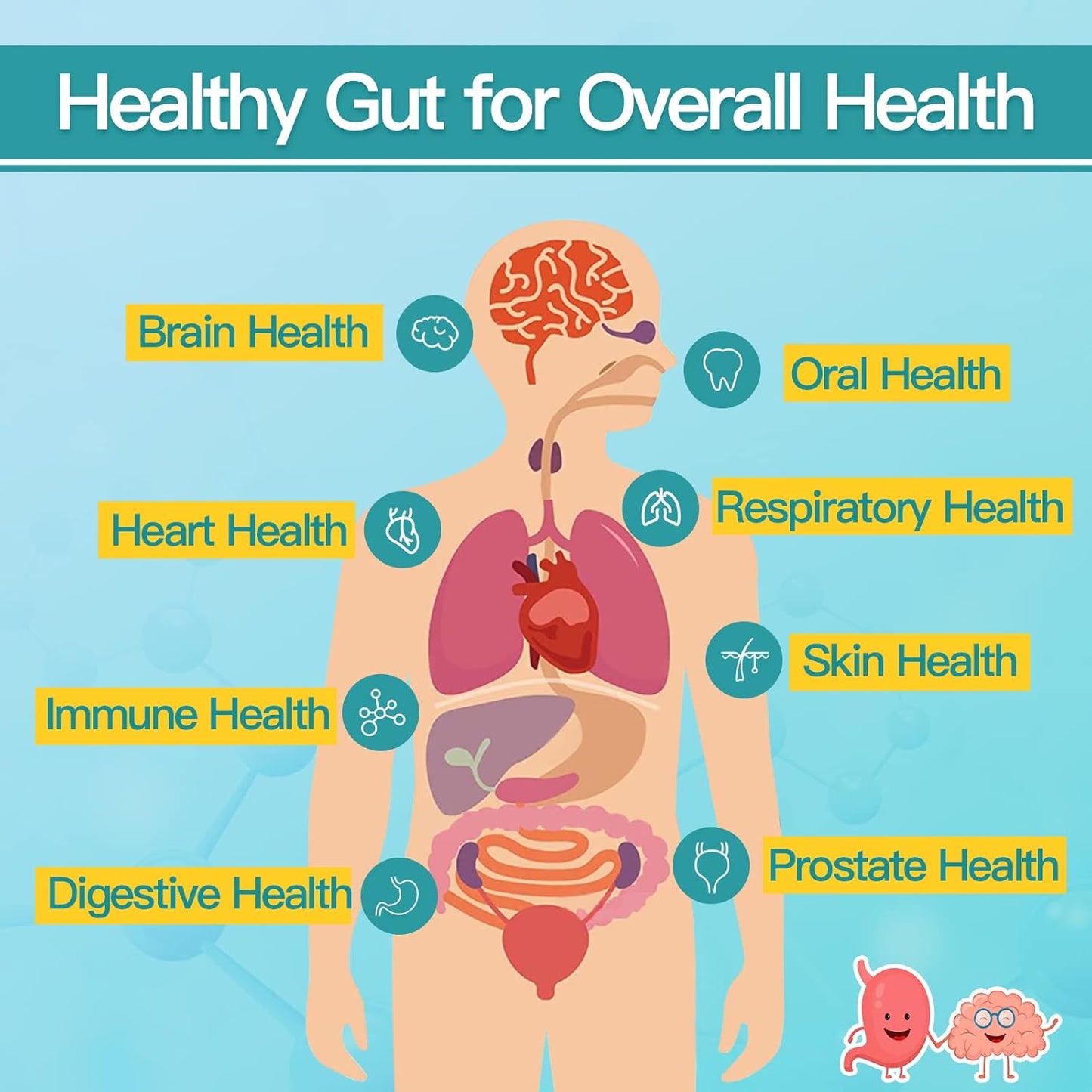 Men's Probiotic Supplement with Prebiotics for Digestive and Immune Health - 60 Billion CFUs, 14 Strains - 90 Tablets