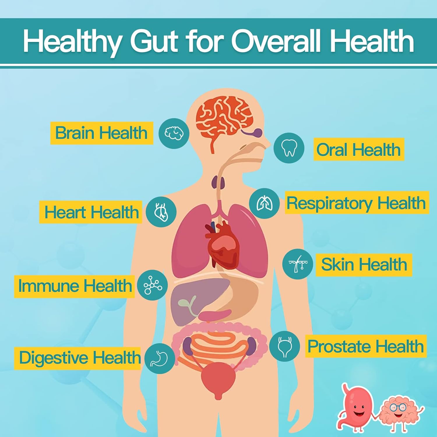 Men's Probiotic Supplement with Prebiotics for Digestive and Immune Health - 60 Billion CFUs, 14 Strains - 90 Tablets