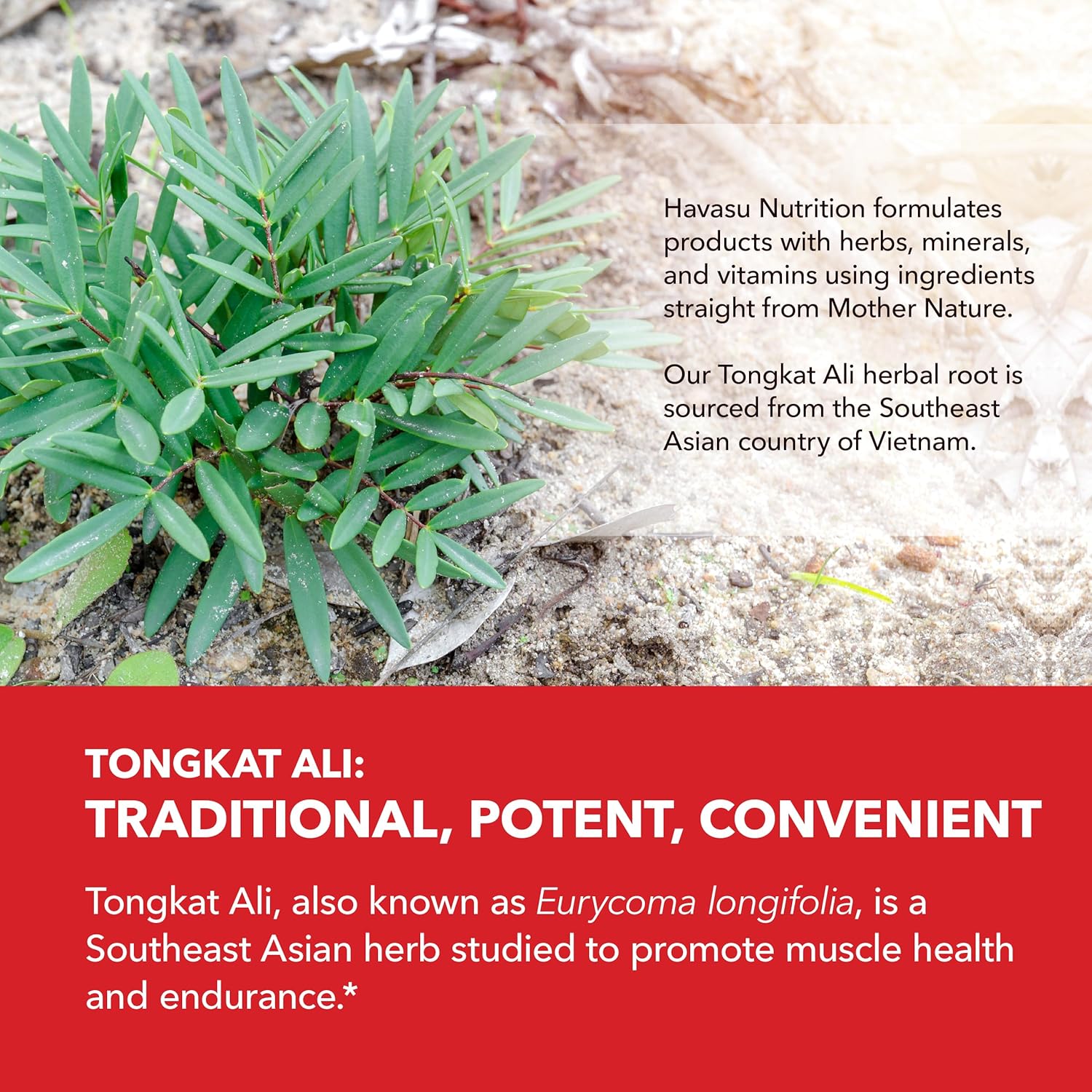 Men's Tongkat Ali Longjack Capsules - 1,250mg Per Serving - Eurycoma Longifolia Extract - Supports Male Health, Energy, Performance - 120 Count - Non-GMO, Vegetarian - 2 Month Supply