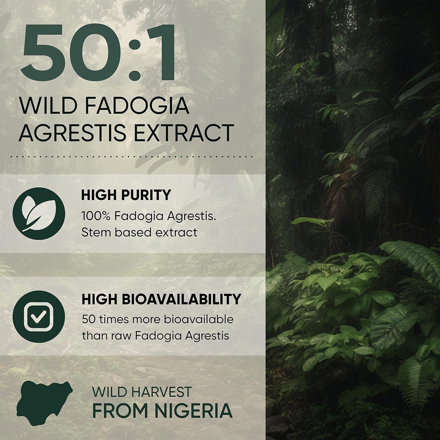 Men's Traditional Health Support Powder - Fadogia Agrestis & Black Ant Extract 50:1 & 30:1 Ratio, 313 Servings, 5oz - Boost Drive & Passion