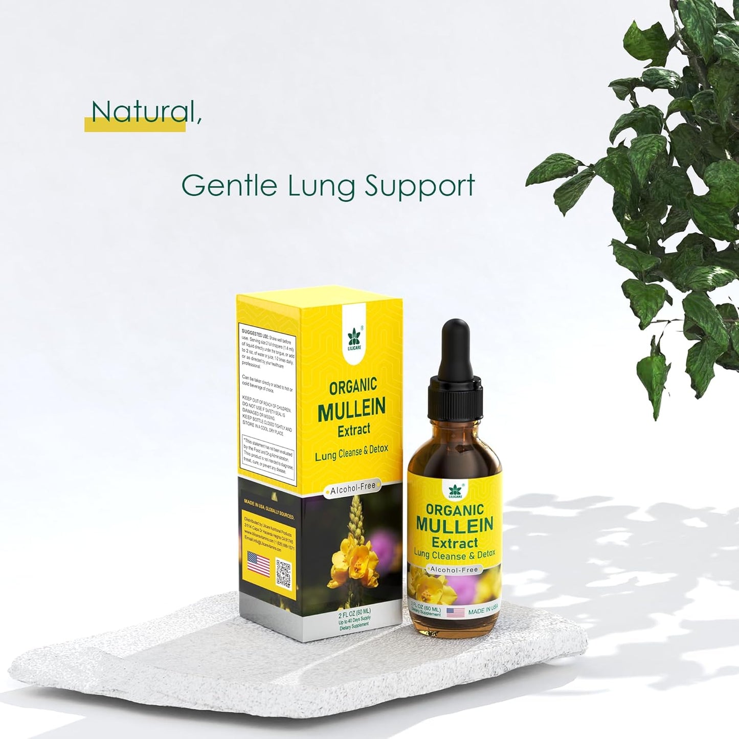 Mullein Drops for Lung 800mg - Natural Lung Cleanse Formula with Marshmallow, Elderberry, Olive Leaf - Alcohol-Free Tincture, 2 fl oz