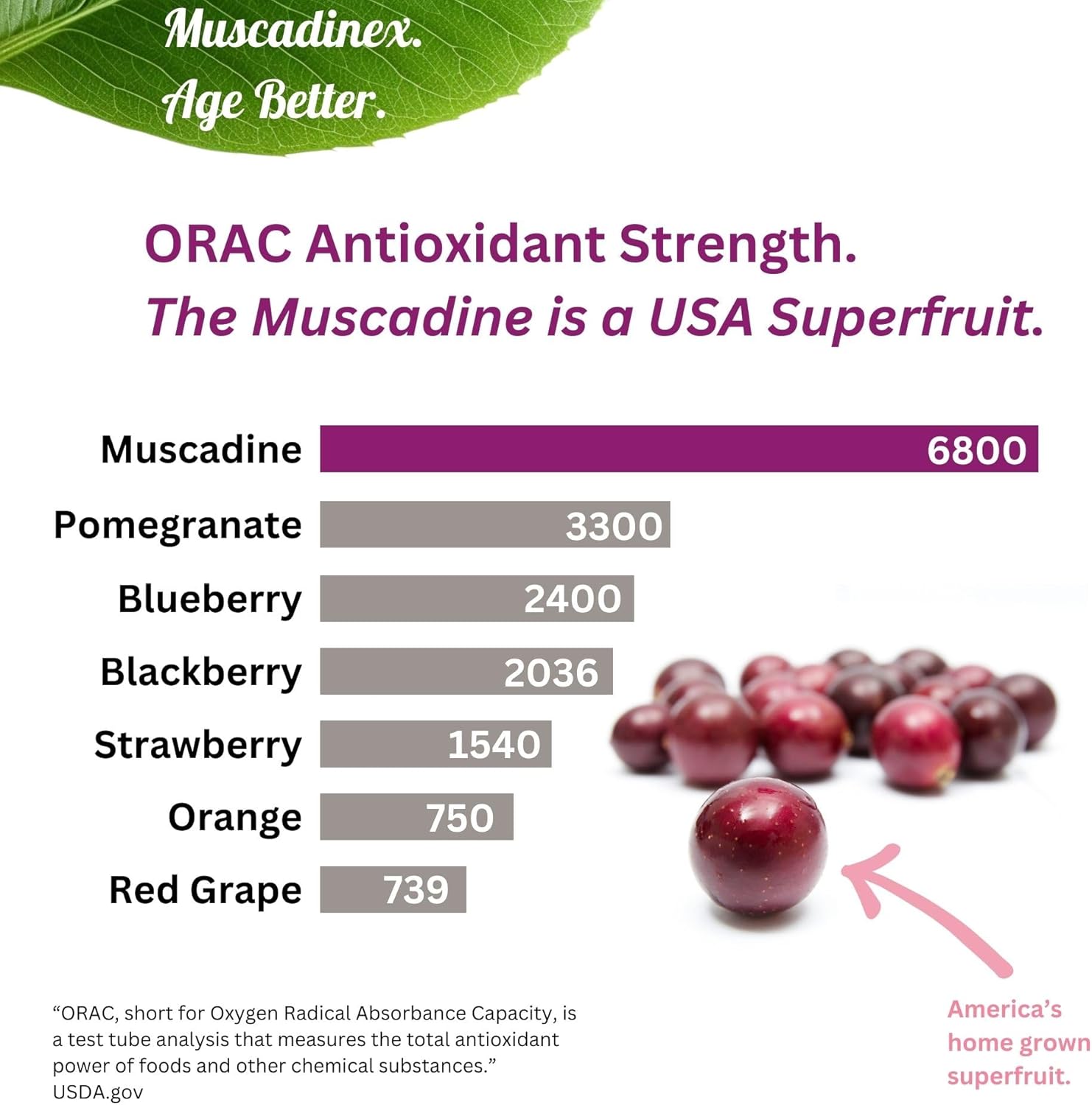 Muscadinex USA Muscadine Quercetin, Ellagic Acid, Resveratrol, Myricetin, Kaempferol Capsules with BioPerine for Enhanced Absorption. Vegan & Non-GMO. Made in USA.
