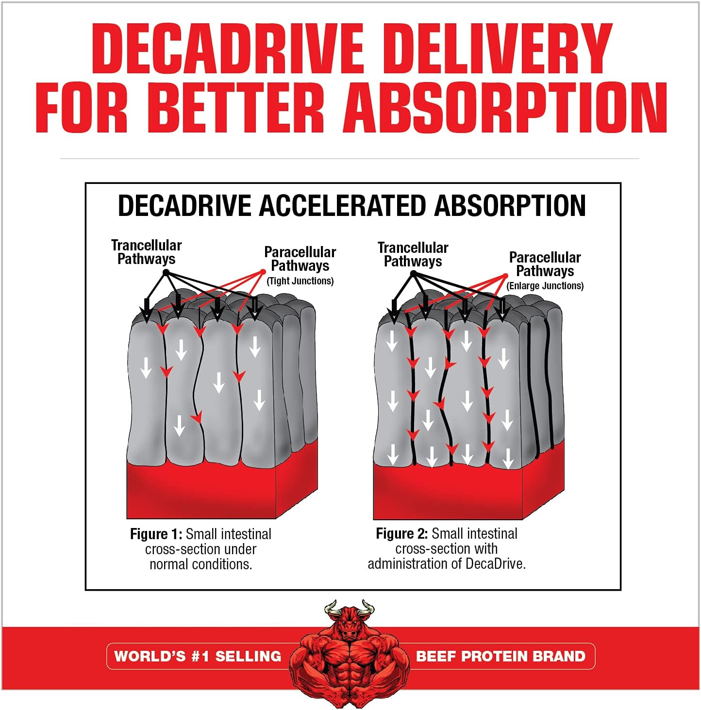 MuscleMeds Amino DECANATE Strawberry Kiwi Workout Drink - High Leucine, Glutamine, BCAAs - 30 Servings
