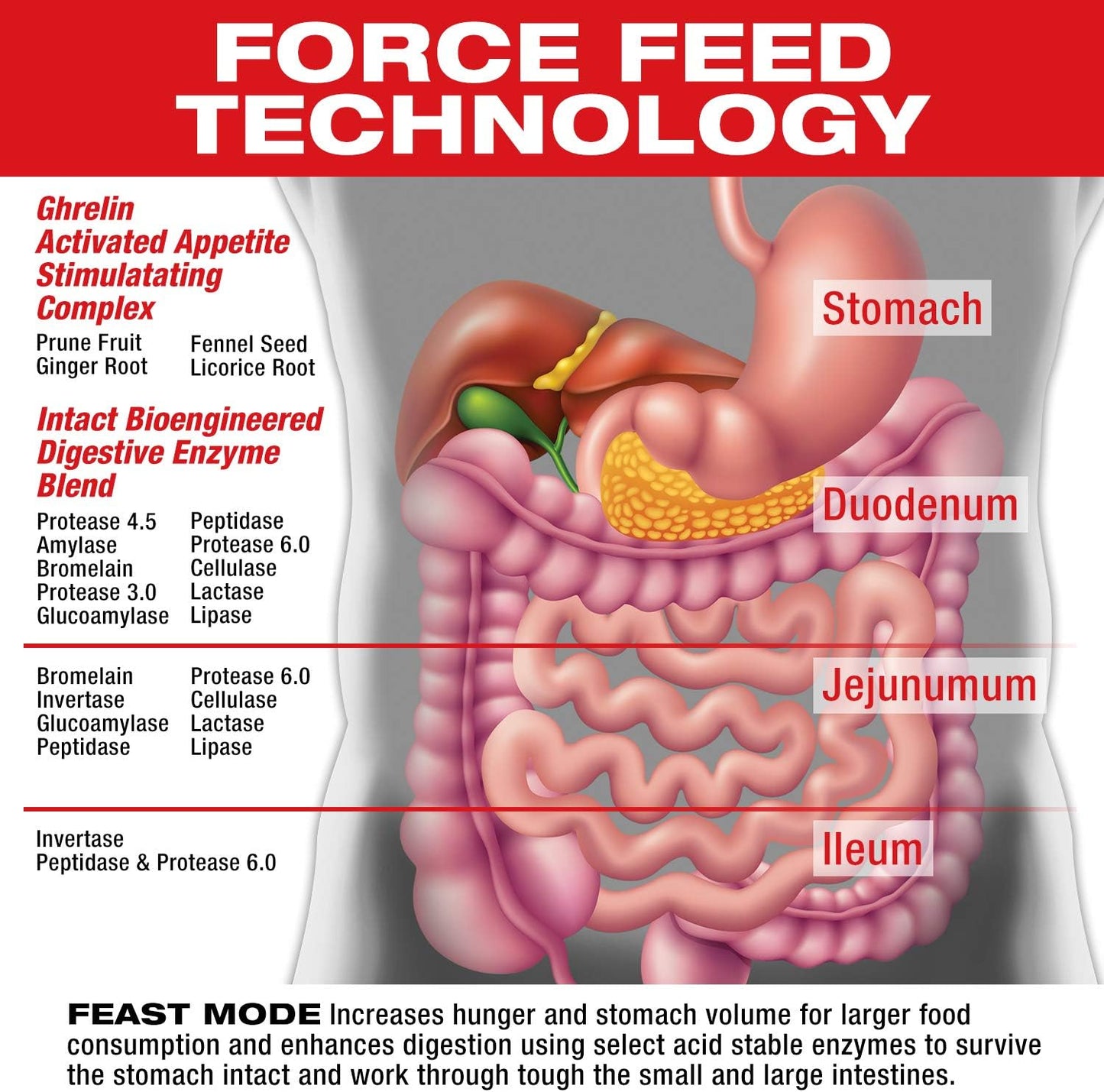 MuscleMeds Feast Mode: Appetite Stimulant Weight Gain Pills with Digestive Enzymes - 90 Capsules, Unflavored