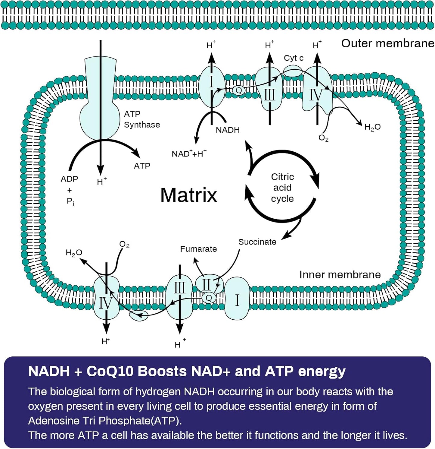 NADH CoQ10 D-Ribose Supplement 60 Capsules for Immune System, Energy, Focus - Boost NAD+ Levels