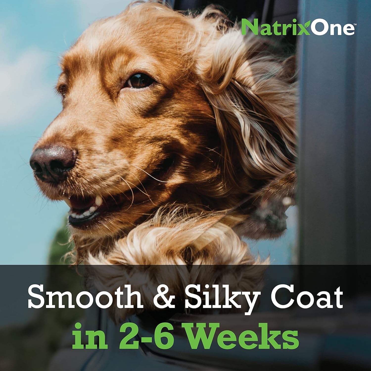 NatrixOne Omega 3 Skin and Coat Supplement for Dogs - 16 oz All-Natural Oil - Supports Heart, Joints, Anti-inflammatory - Camelina Oil