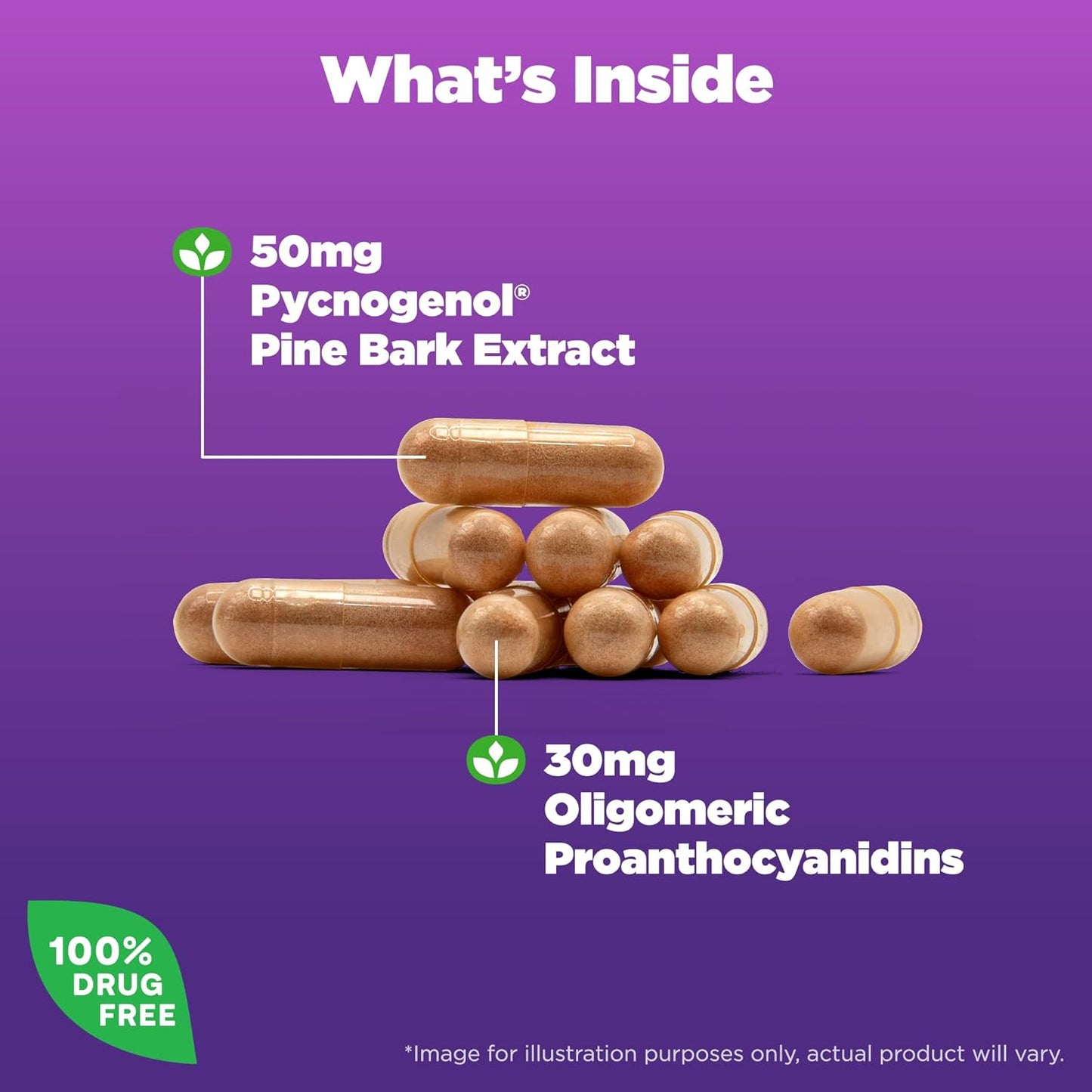 Natrol Pycnogenol Capsules - 50mg Antioxidant Protection from European Maritime Pine Bark Extract - 60 Count x 12 - Supports Circulation & Cellular Health