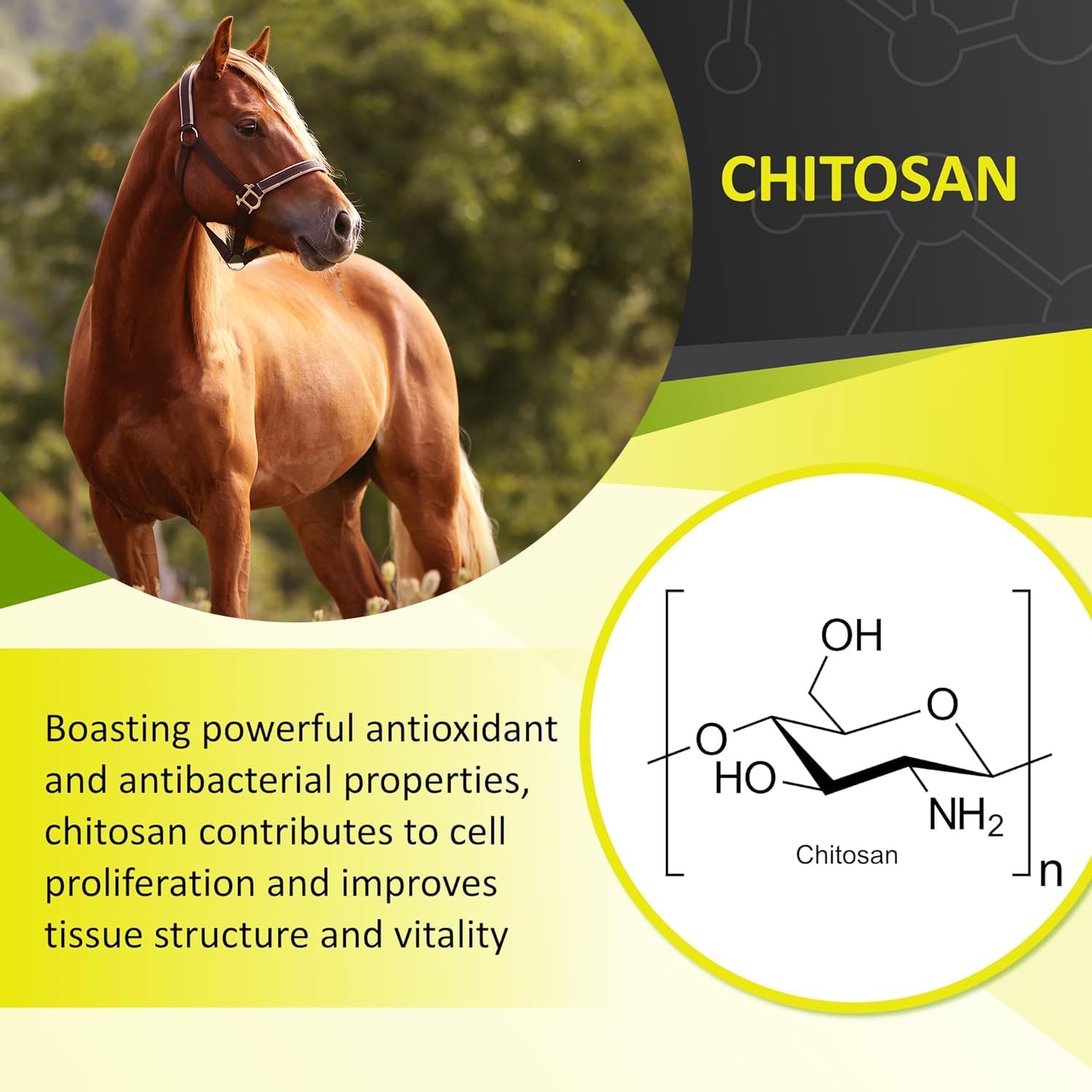 Natural Equine Stomach Health Supplement for Horses, Supports Gastric Health, Prevents Gastric Ulcers, Highly Potent & Effective, Made in USA - 600 Servings