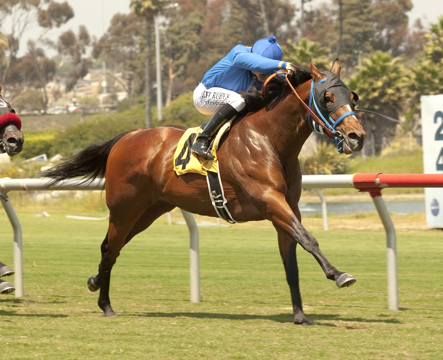 Natural Equine Supplement for Elevated GGT Levels - SynNutra RedoxEq - 30 Servings