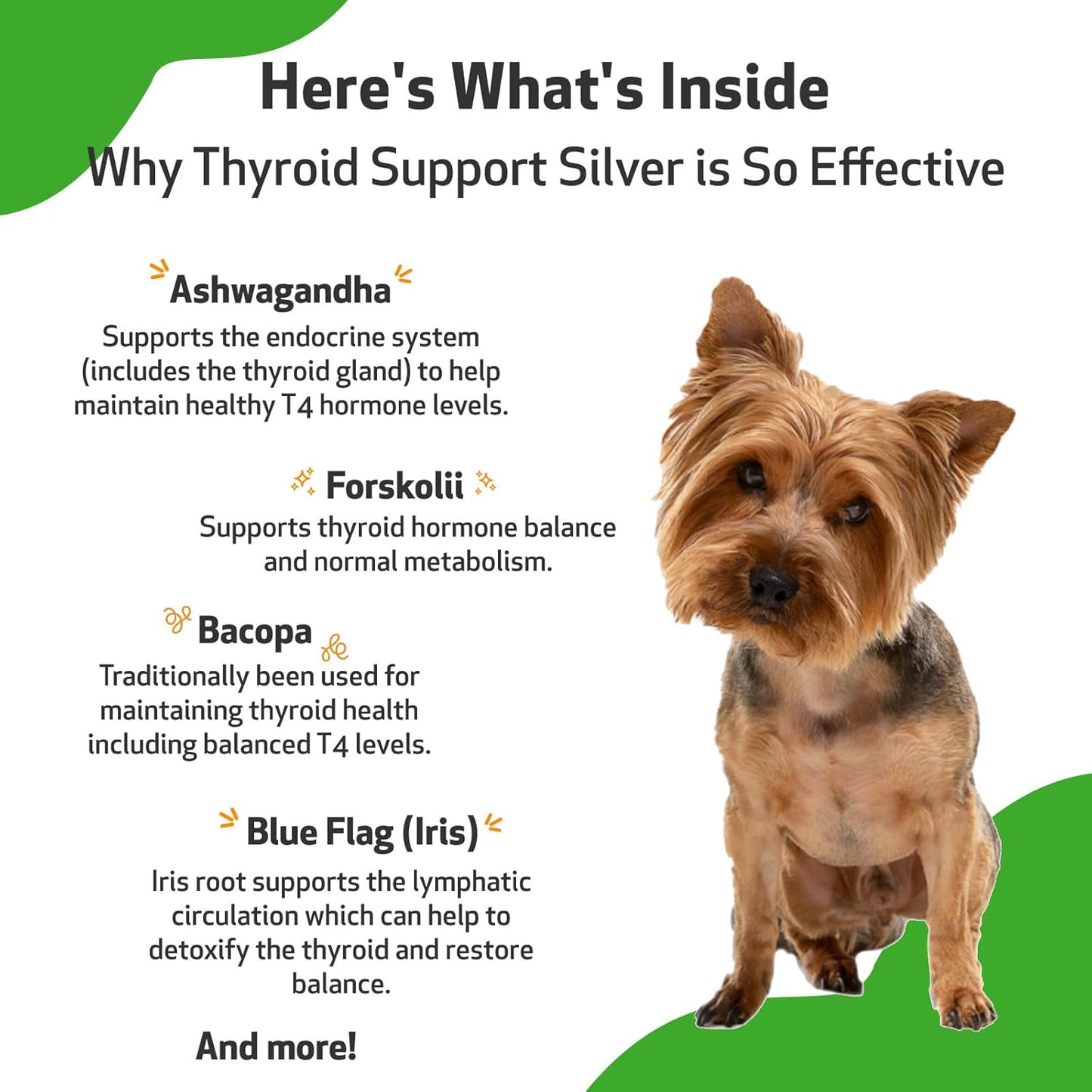 Natural Herbal Thyroid Support Supplement for Dogs - Promotes Healthy Metabolism, Balanced Energy Levels - Veterinarian Formulated with Ashwagandha and Bacopa - 2 oz