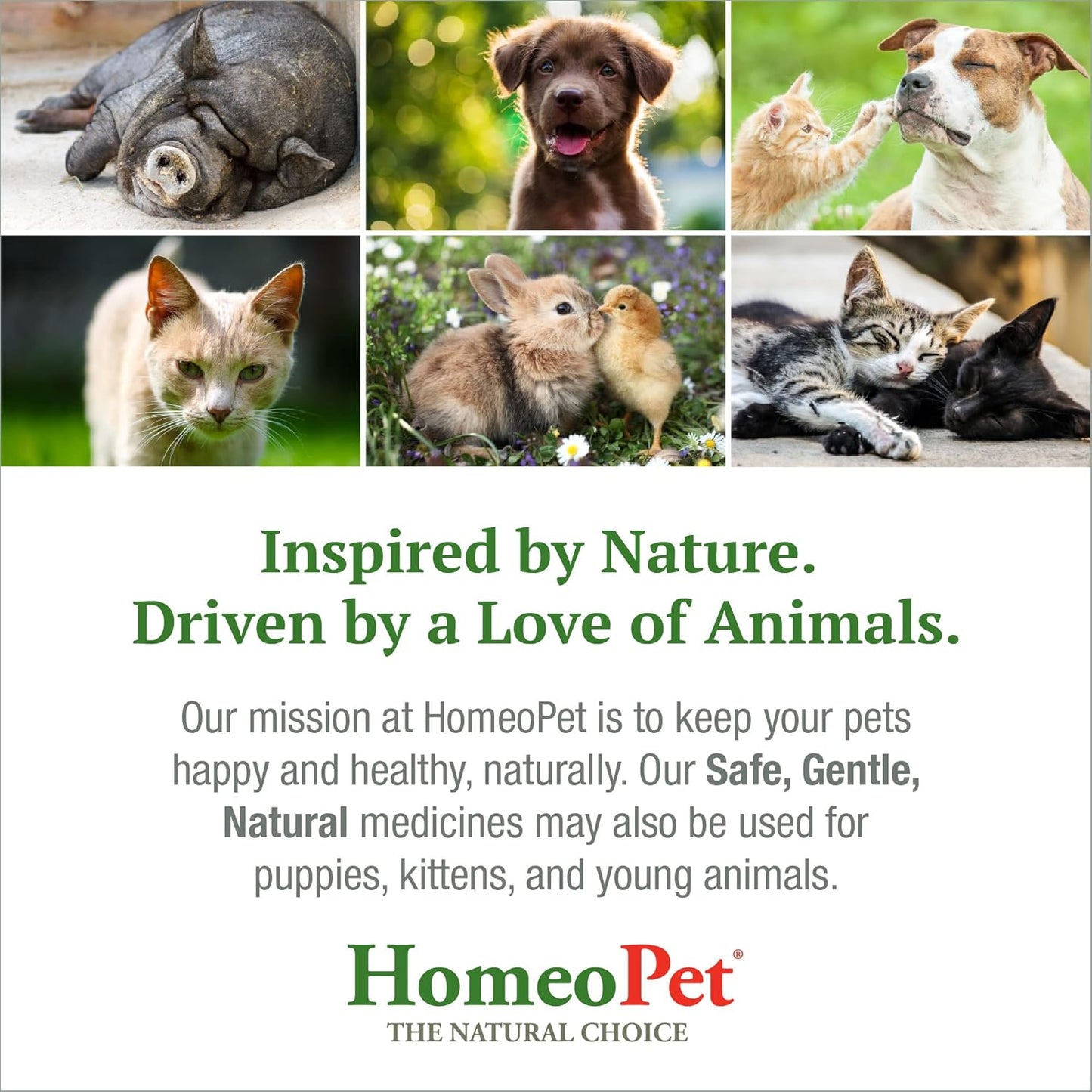 Natural Homeopathic Feline UTI Plus - 15ml - Cat Urinary Tract Support