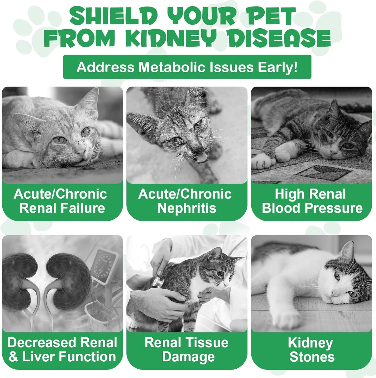 Natural Liver and Kidney Support Supplement for Cats - 60ml Bottle - Herbal Extracts for Balanced Liver and Kidneys Health in Cats