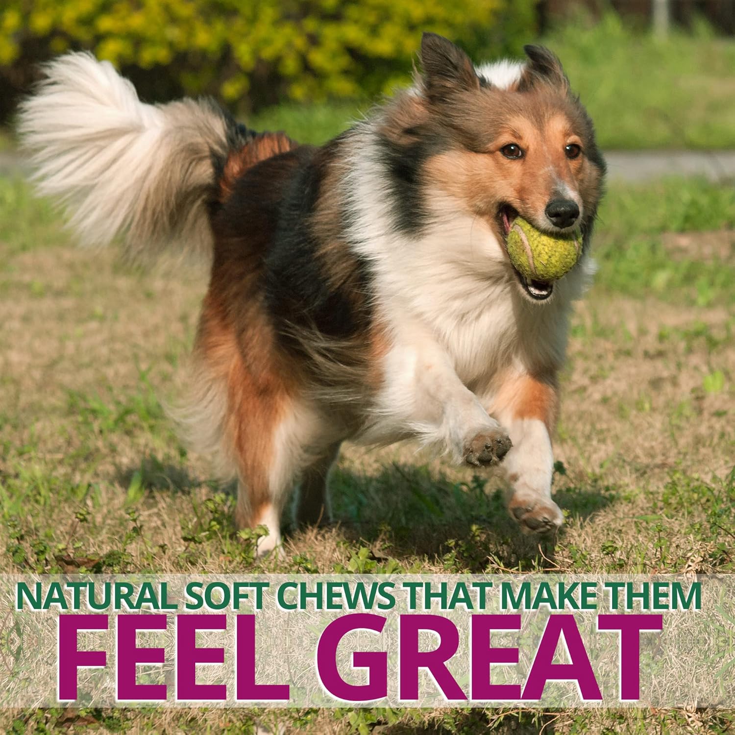 Natural Probiotic Chew for Dogs - Digestive Supplement by FurParents - Supports Gut Health, Diarrhea, Upset Stomach, Bad Breath & Constipation - 120 Count