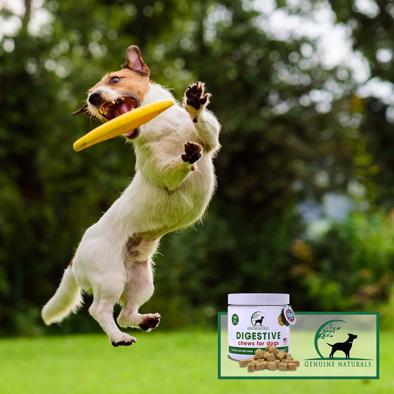 Natural Probiotic Chew for Dogs - Digestive Supplement by FurParents - Supports Gut Health, Diarrhea, Upset Stomach, Bad Breath & Constipation - 120 Count