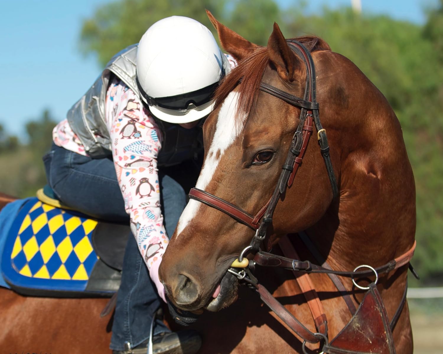 Natural Stomach Health & Behavioral Support Bundle for Horses - 30 Servings - Promotes Calmness & Focus, Aids in Gastric Ulcer Relief, All Natural Formula - SynNutra Equine SynChill + GastroMend