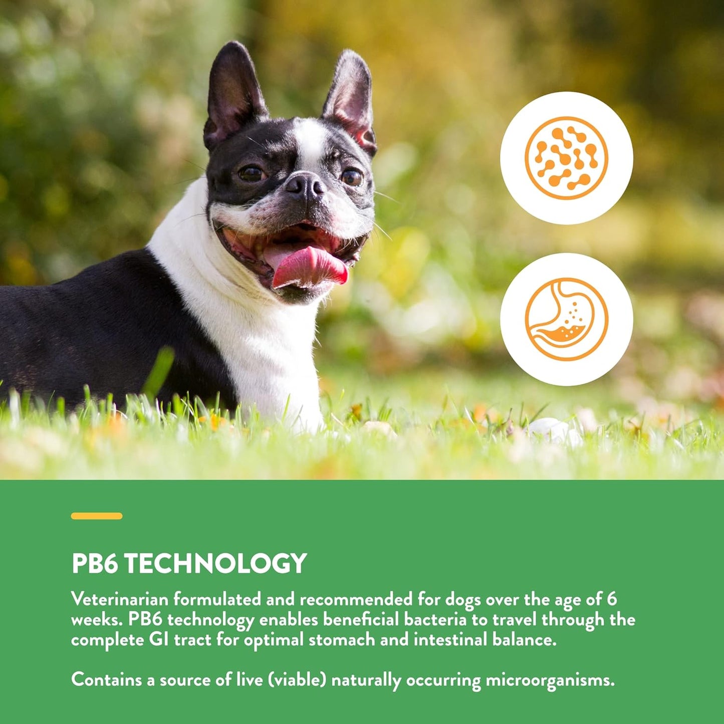 NaturVet Probiotic & Enzyme Supplement for Dogs - 120 Soft Chews - Supports Digestive Health & Anal Gland Function