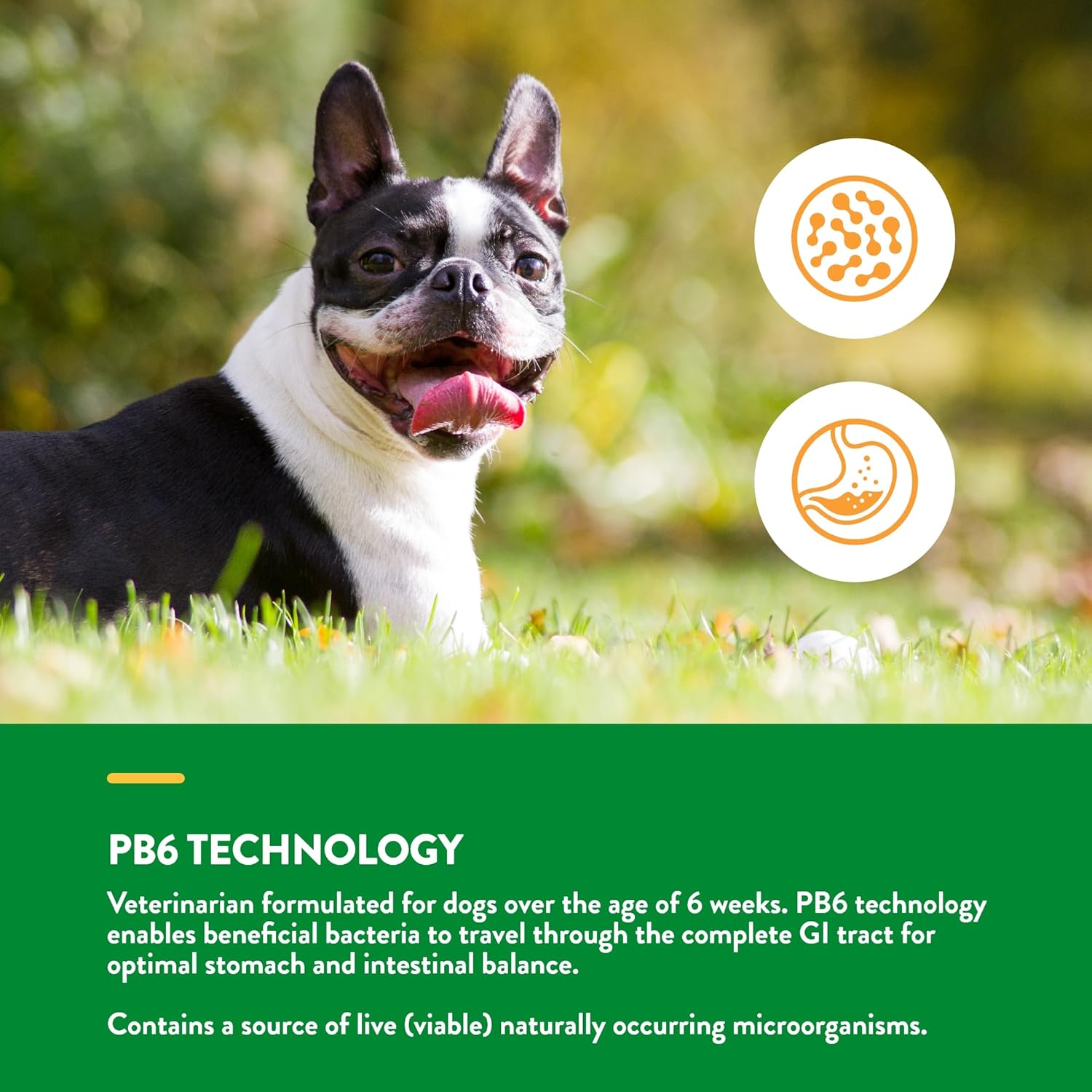 NaturVet Probiotics & Enzymes for Pets with Sensitive Stomachs - Vet Strength PB6 Probiotic - 240 ct