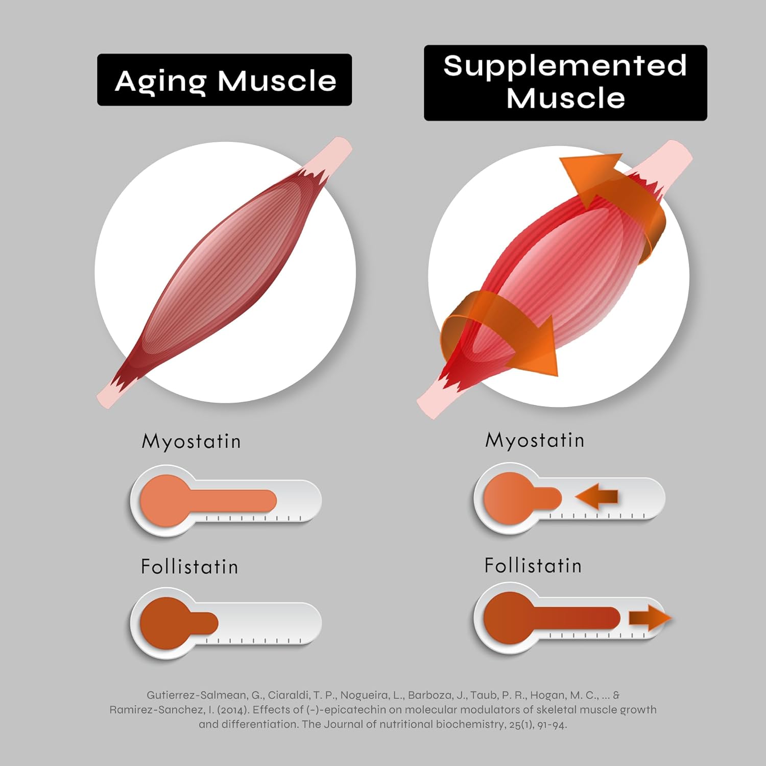 Neurogan Epicatechin Capsules 500mg - Nitric Oxide & Muscle Development Support - Athletes Performance Edge - 60ct, Made in USA