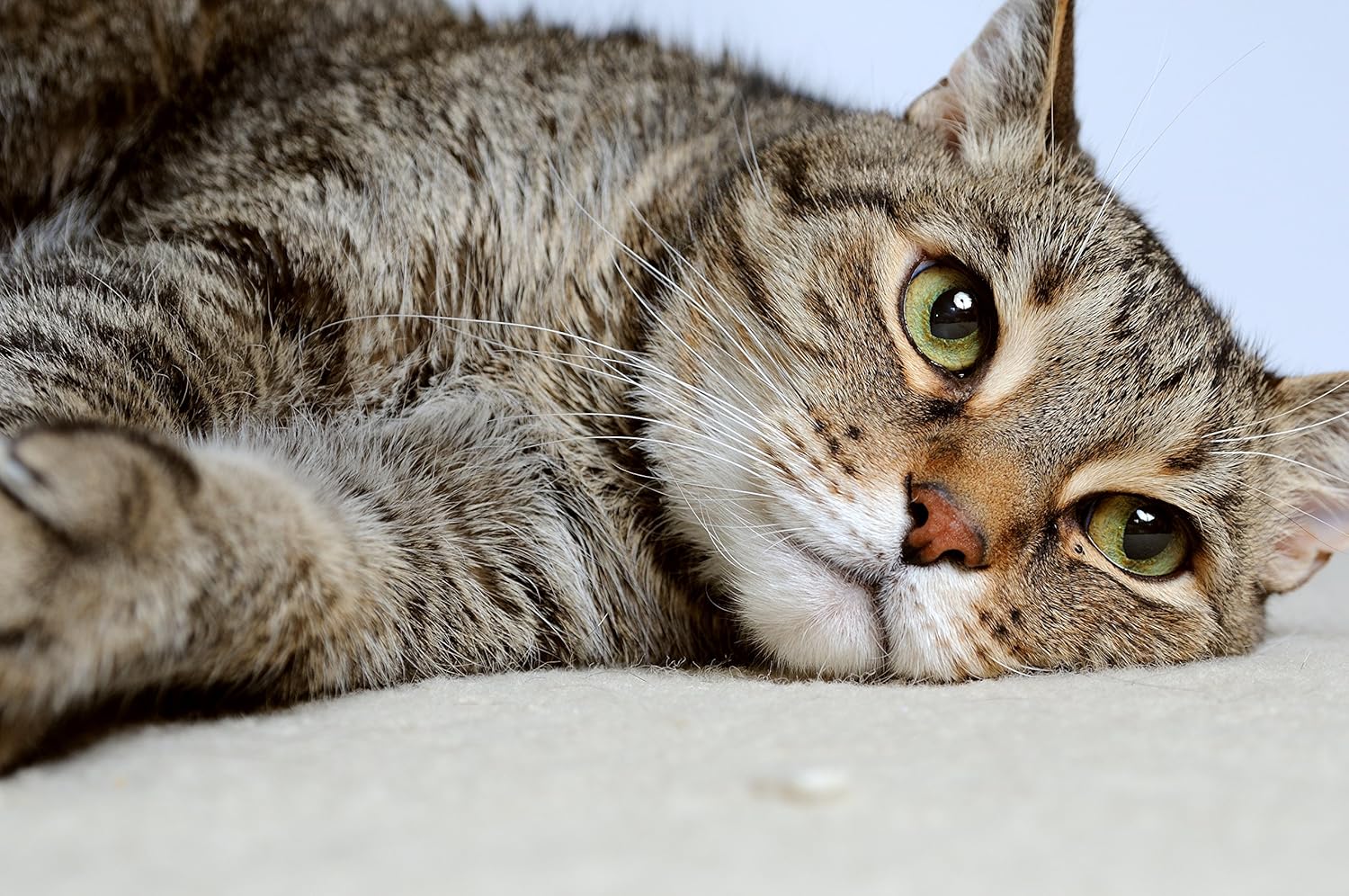 Nexabiotic Probiotic Powder for Cats | Supports Digestive Health, Treats Diarrhea in Pets | Saccharomyces Boulardii Lactobacillus Acidophilus | 30 Capsules