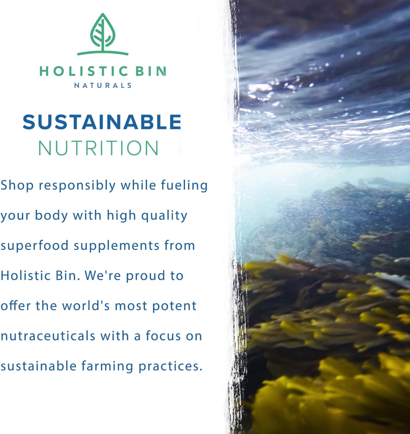 Nordic Seawater Grown Marine Phytoplankton Capsules by Holistic Bin | Vegan Omega 3 Supplement with Amino Acids, Chlorophyll, Vitamins & Minerals