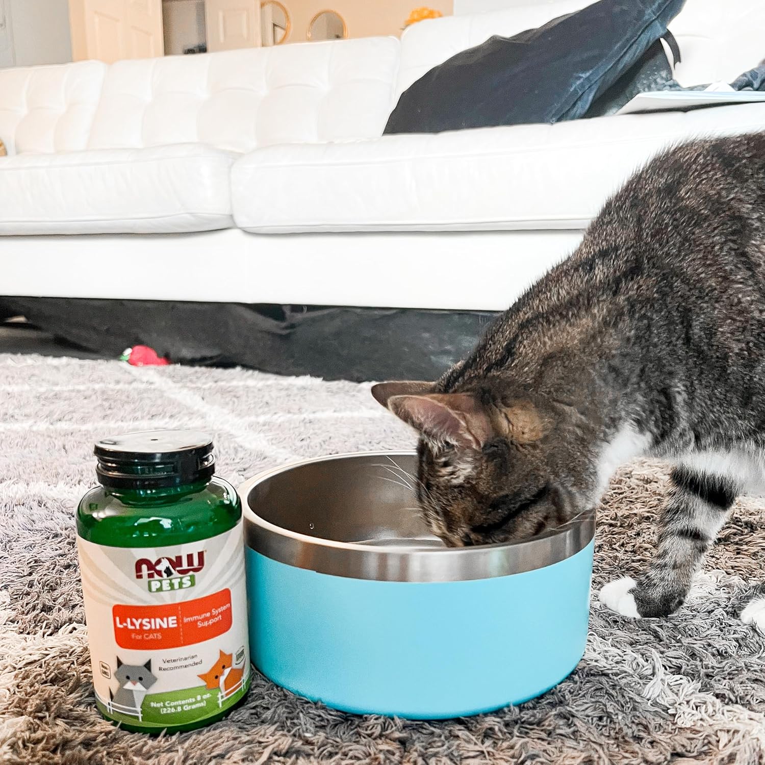 NOW Foods L-Lysine Powder Supplement for Cats, 8-Ounce - NASC Certified Pet Health Formula