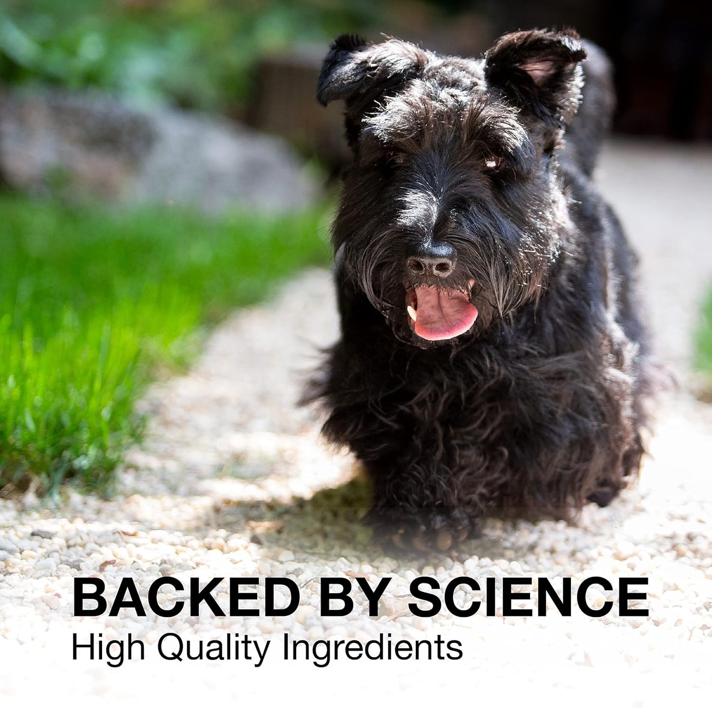 Nutramax Denosyl Liver and Brain Health Supplement for Medium Dogs - 30 Tablets, SAMe Formula